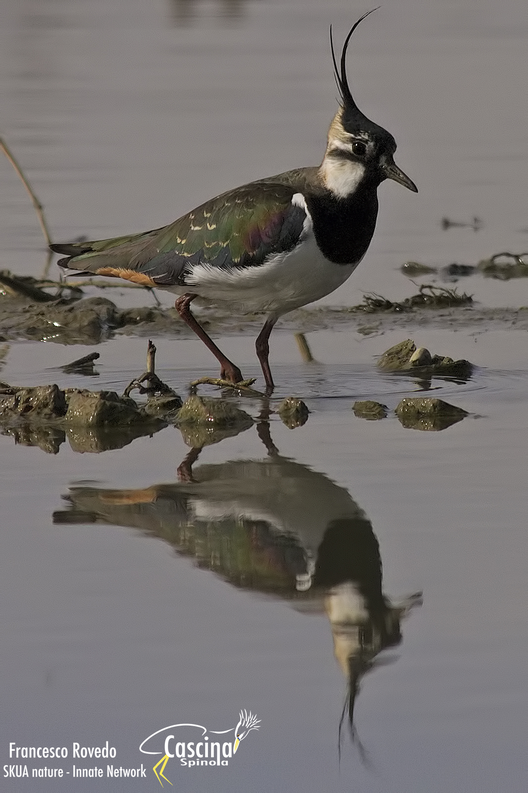 pavoncella allo specchio