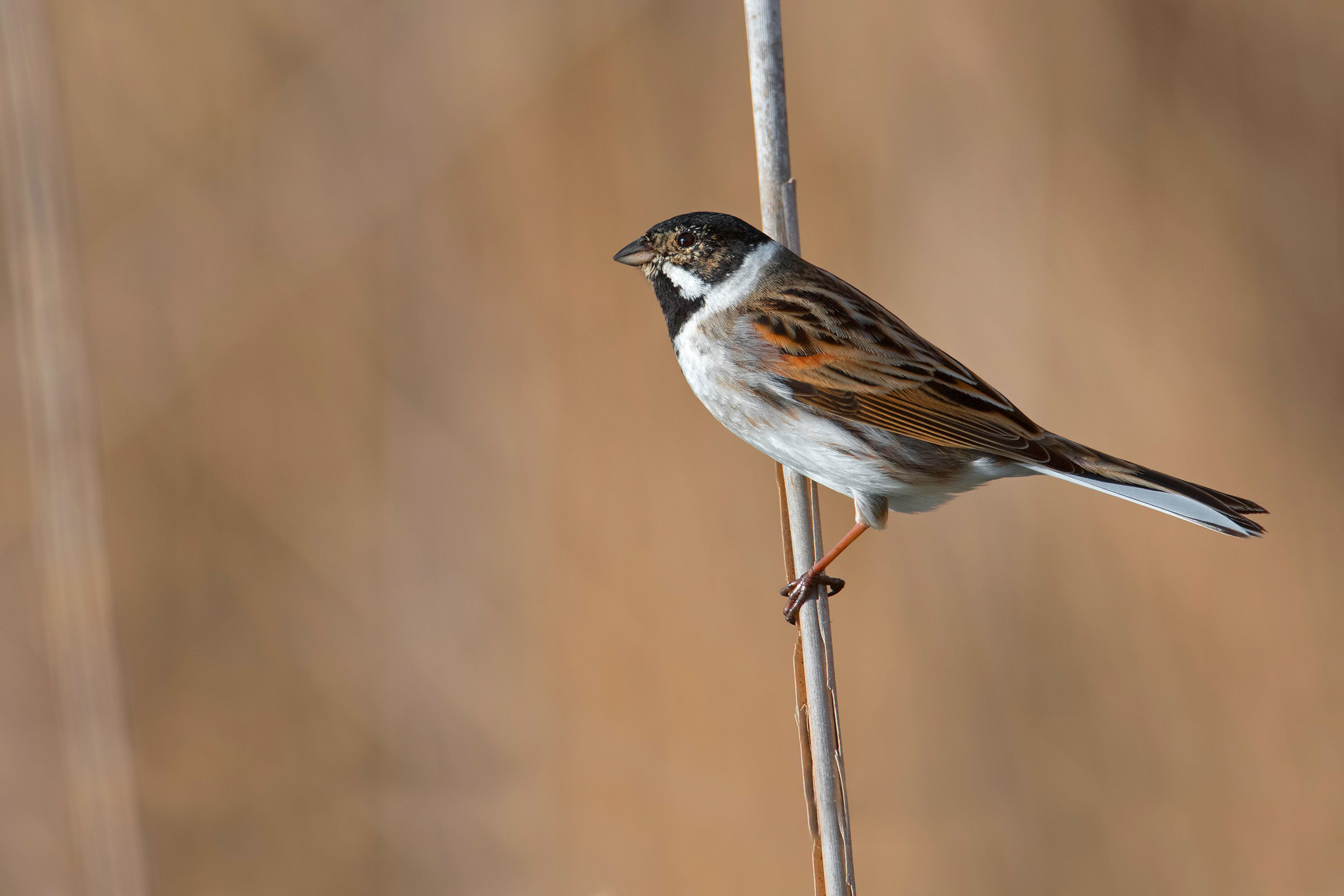 migliarino di palude