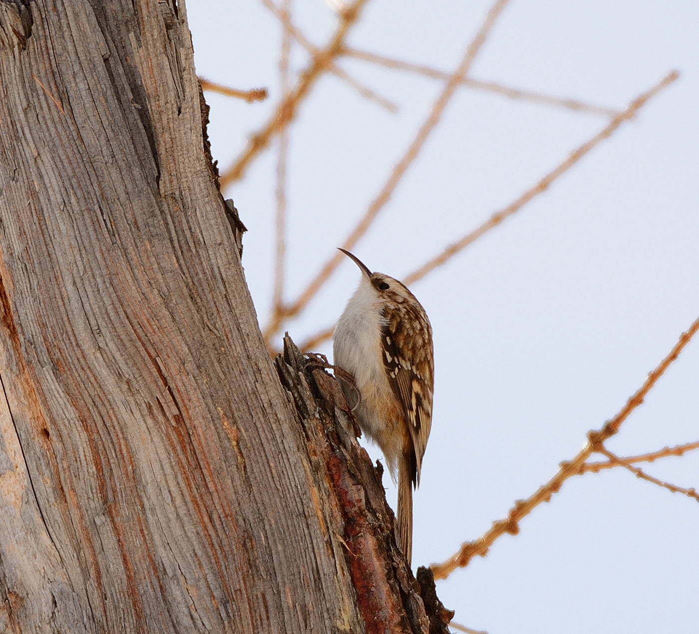 treecreeper