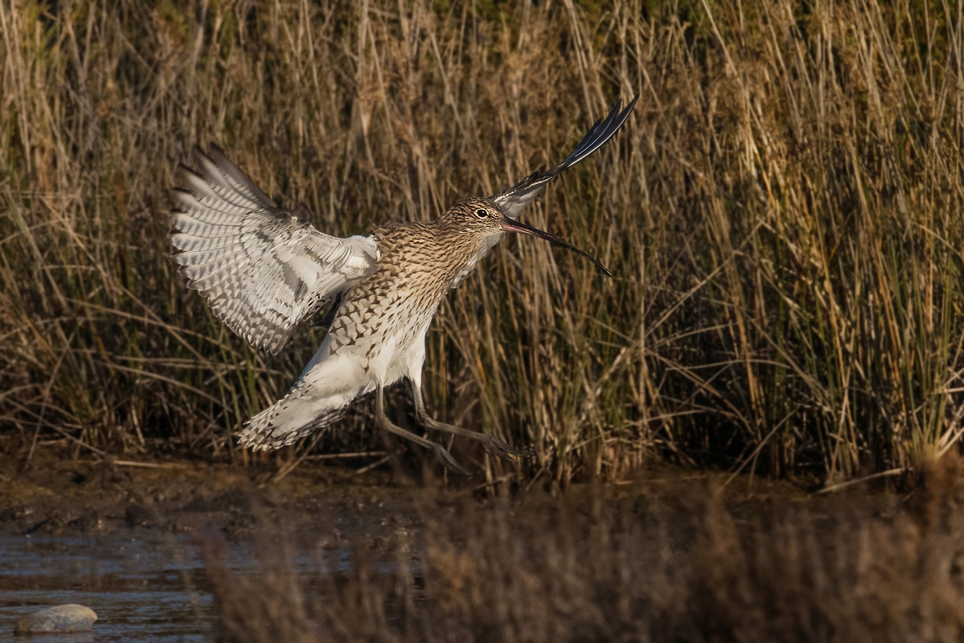 curlew