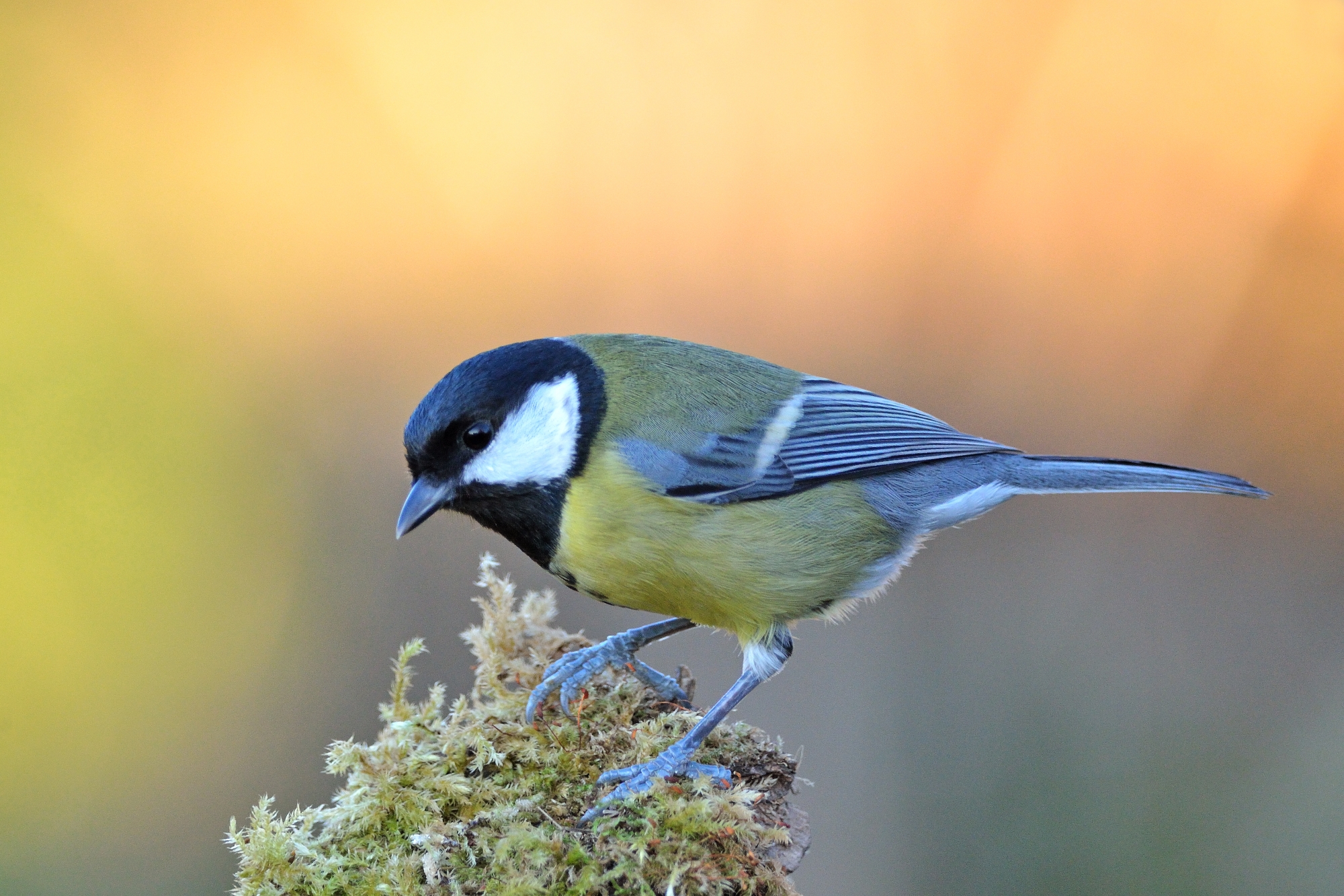 Cinciallegra (Parus major)