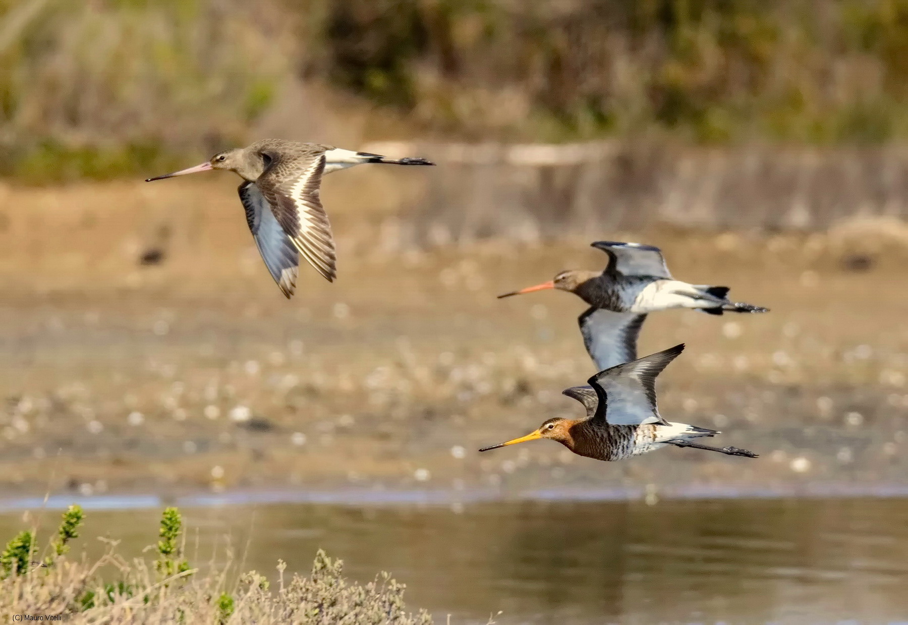 Pittime Reali (Limosa limosa)
