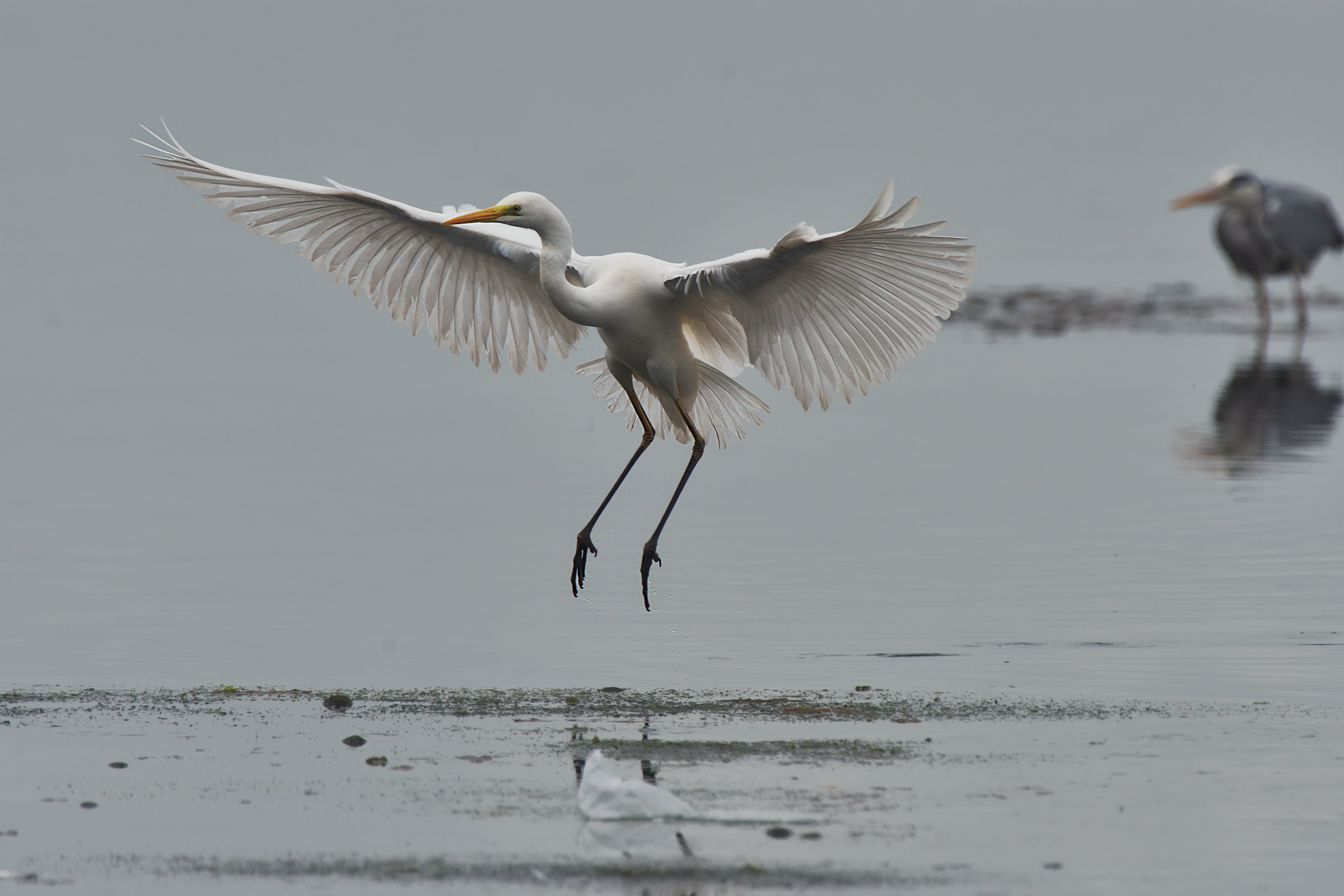 White Heron Maggiore