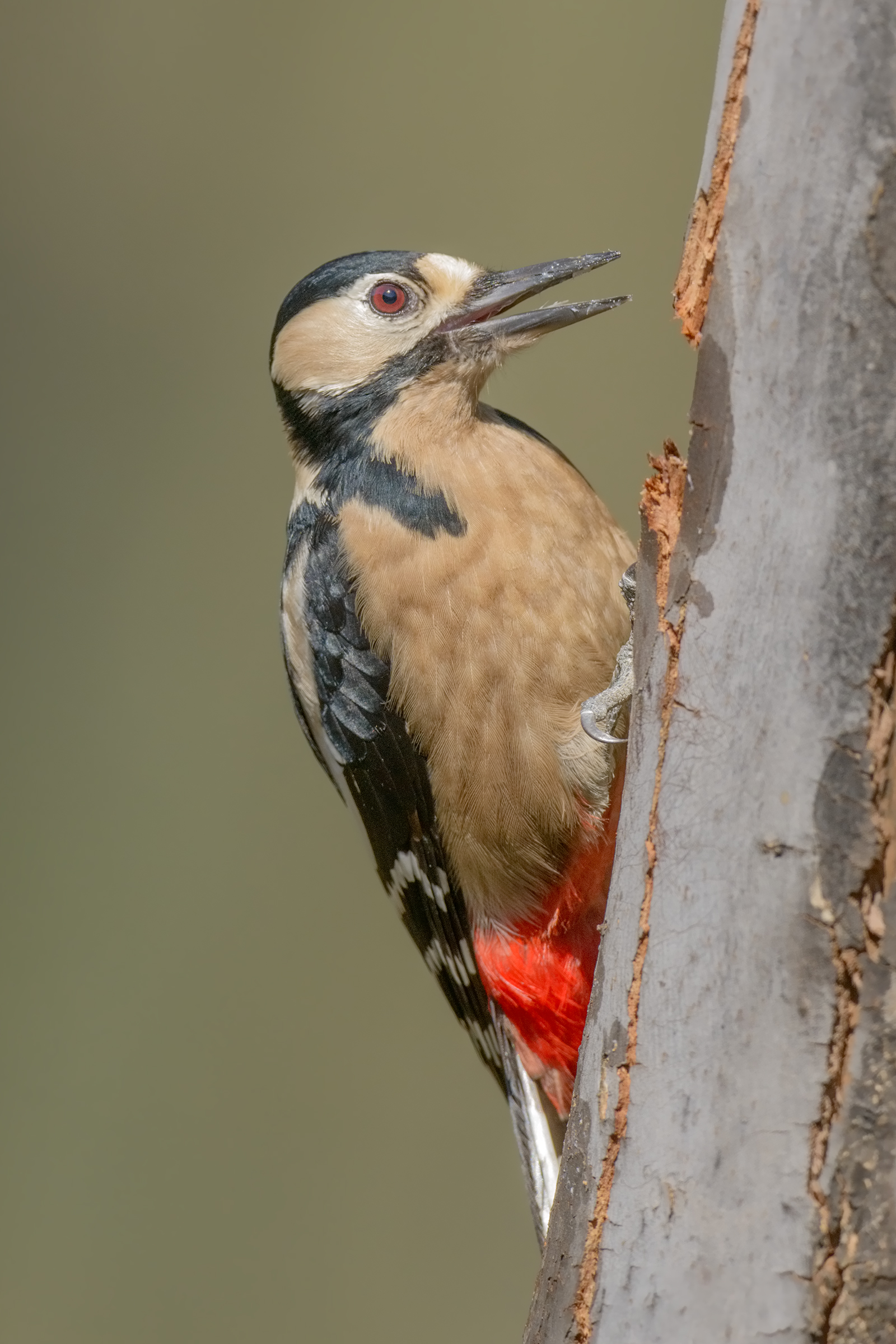 picchio rosso sardo(Dendrocopos major harterti)