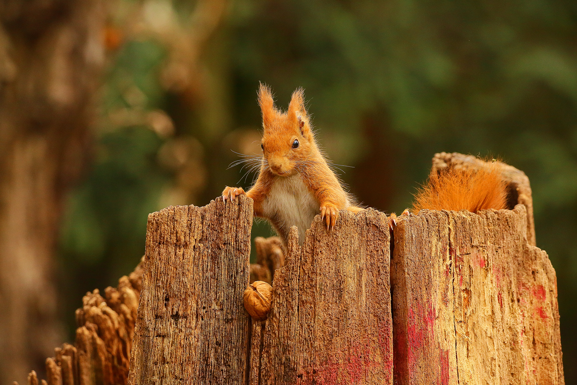 red squirrel