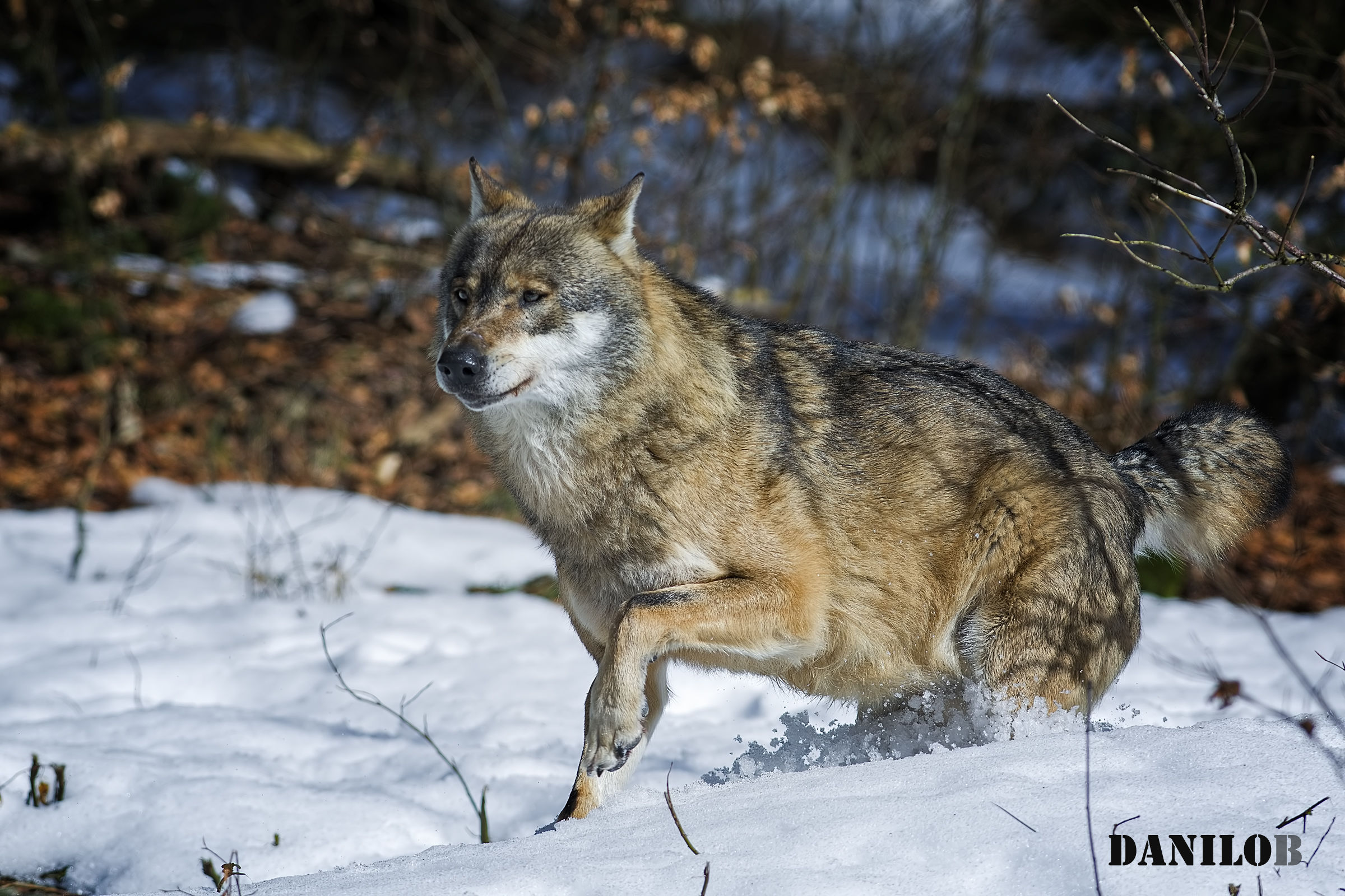 ... The King of the Wood's me ...