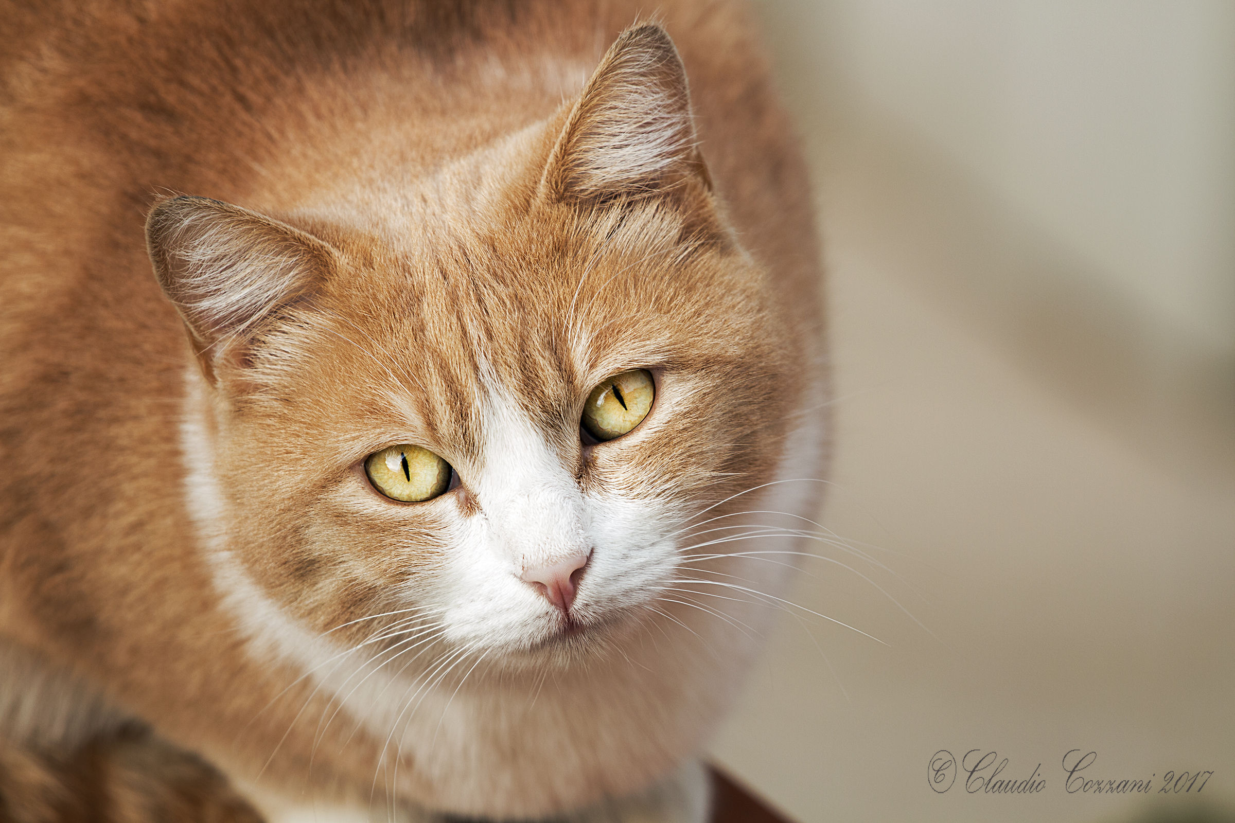 Posso salire Milly ?