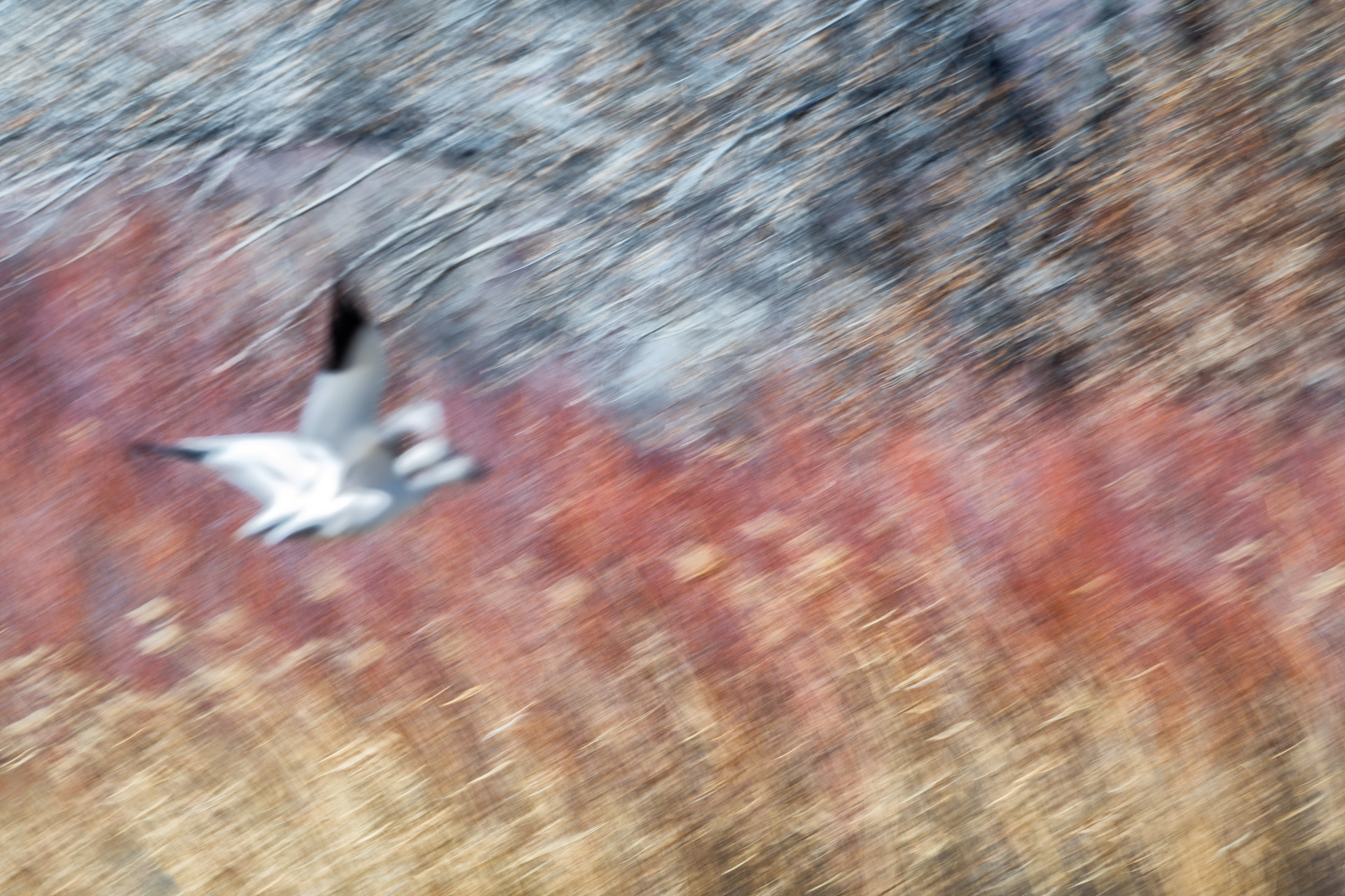 Bosque del Apache natural paint, Artic geese
