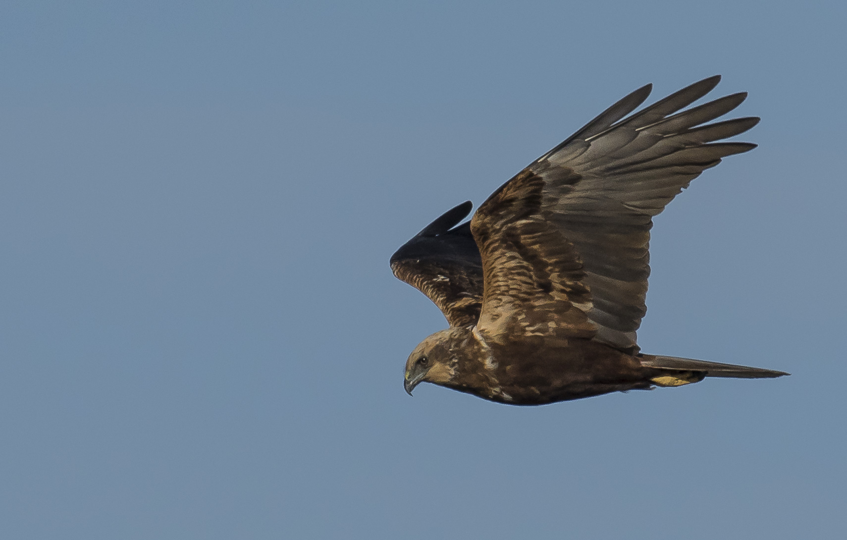 Marsh harrier
