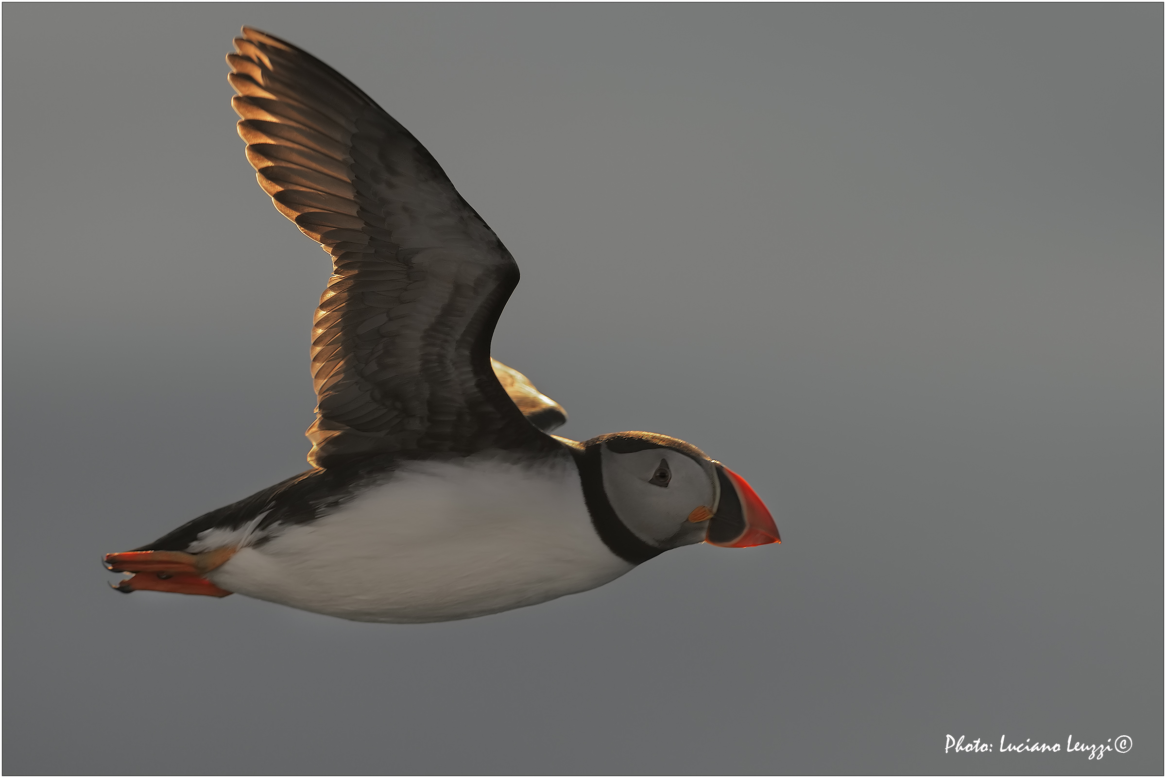 Atlantic puffin (Fratercula arctica)