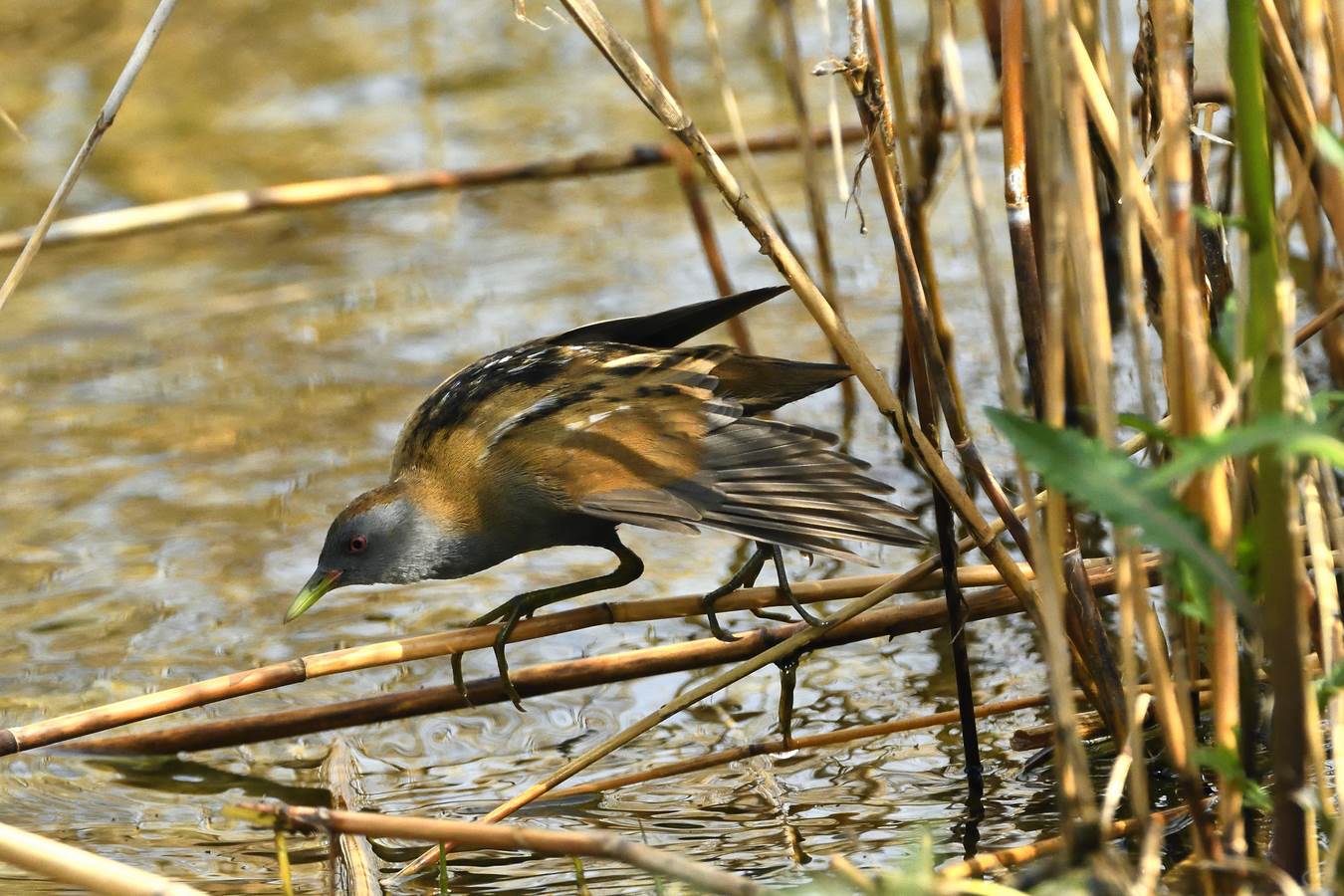 Crake: "I hate to get wet."