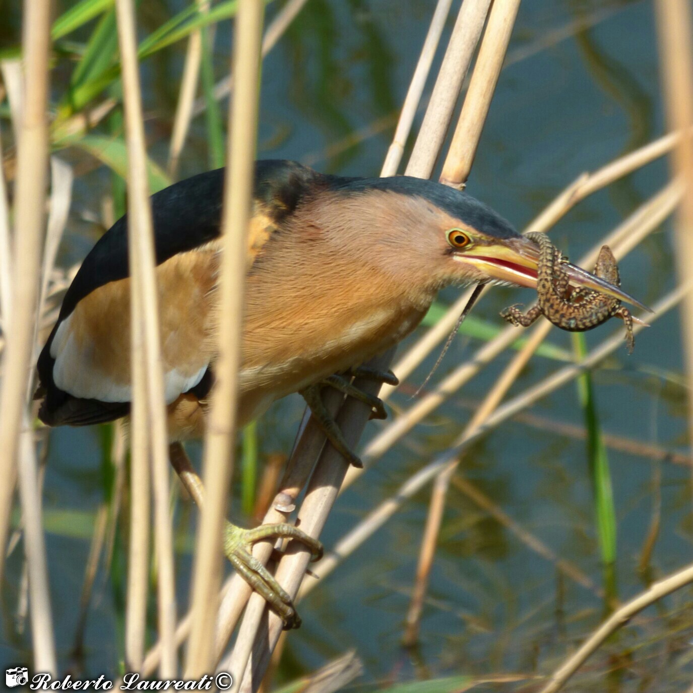 Bittern (Ixobrychus minutus)