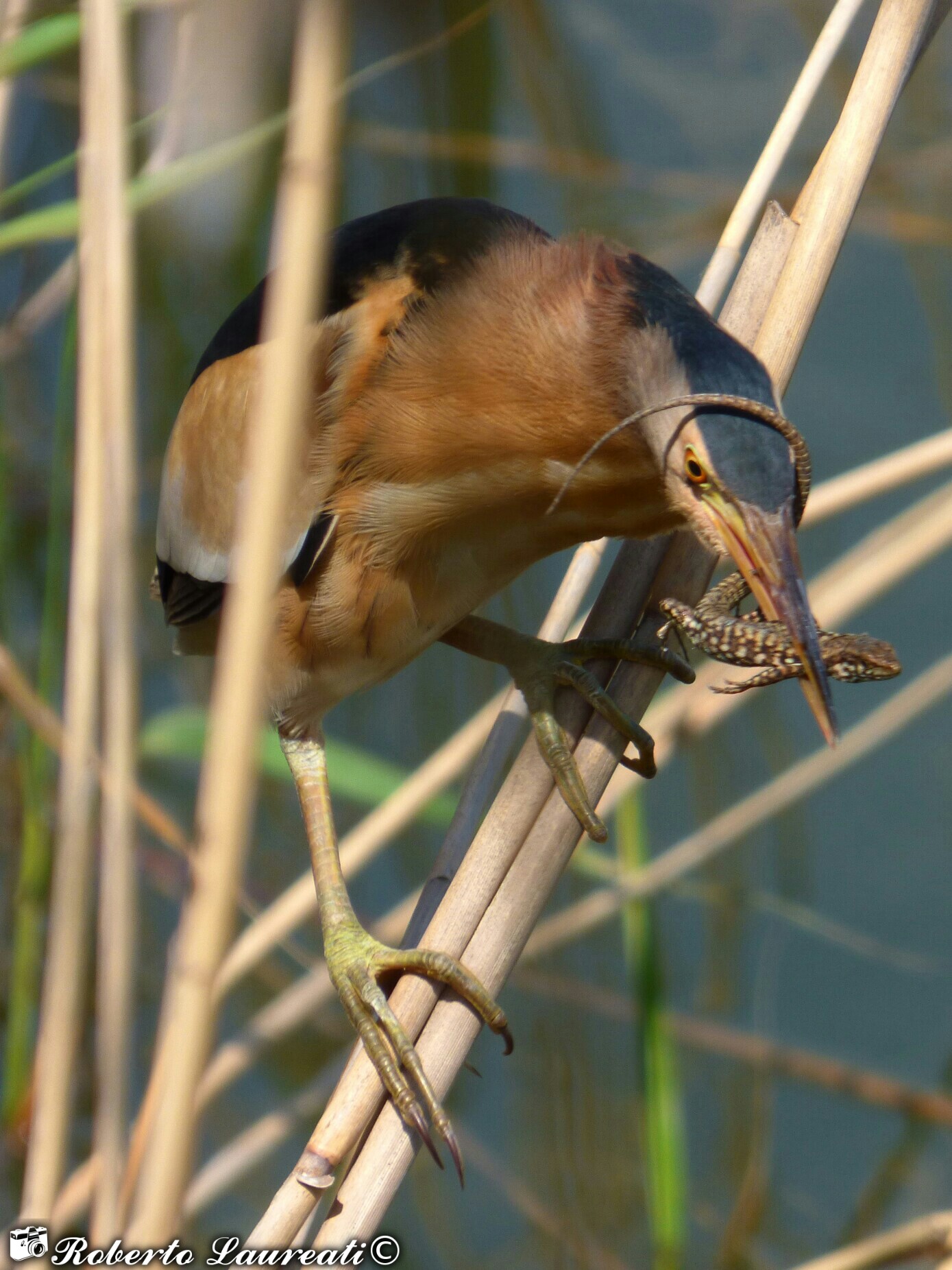Bittern (Ixobrychus minutus)