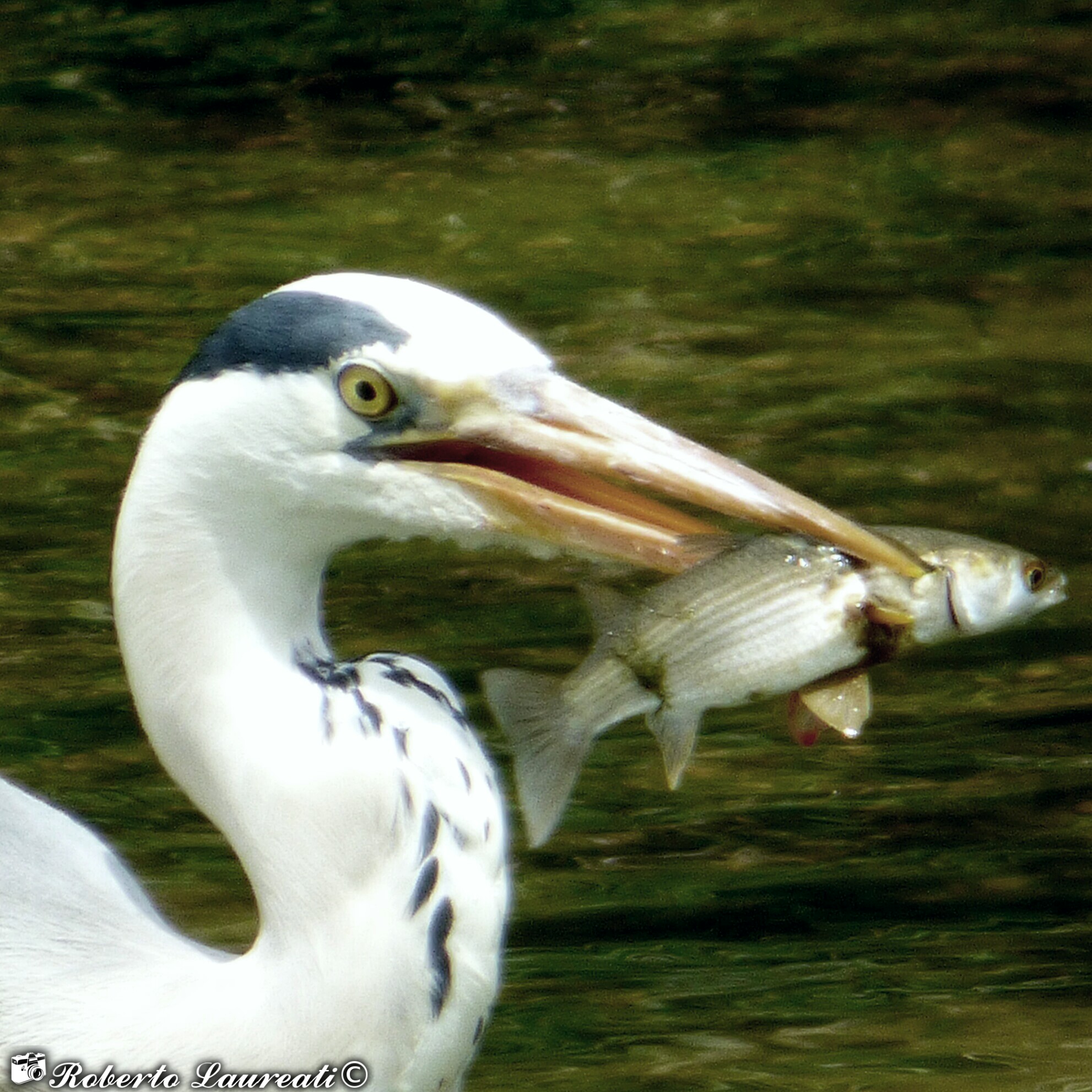 Gray Heron (Ardea cinerea)