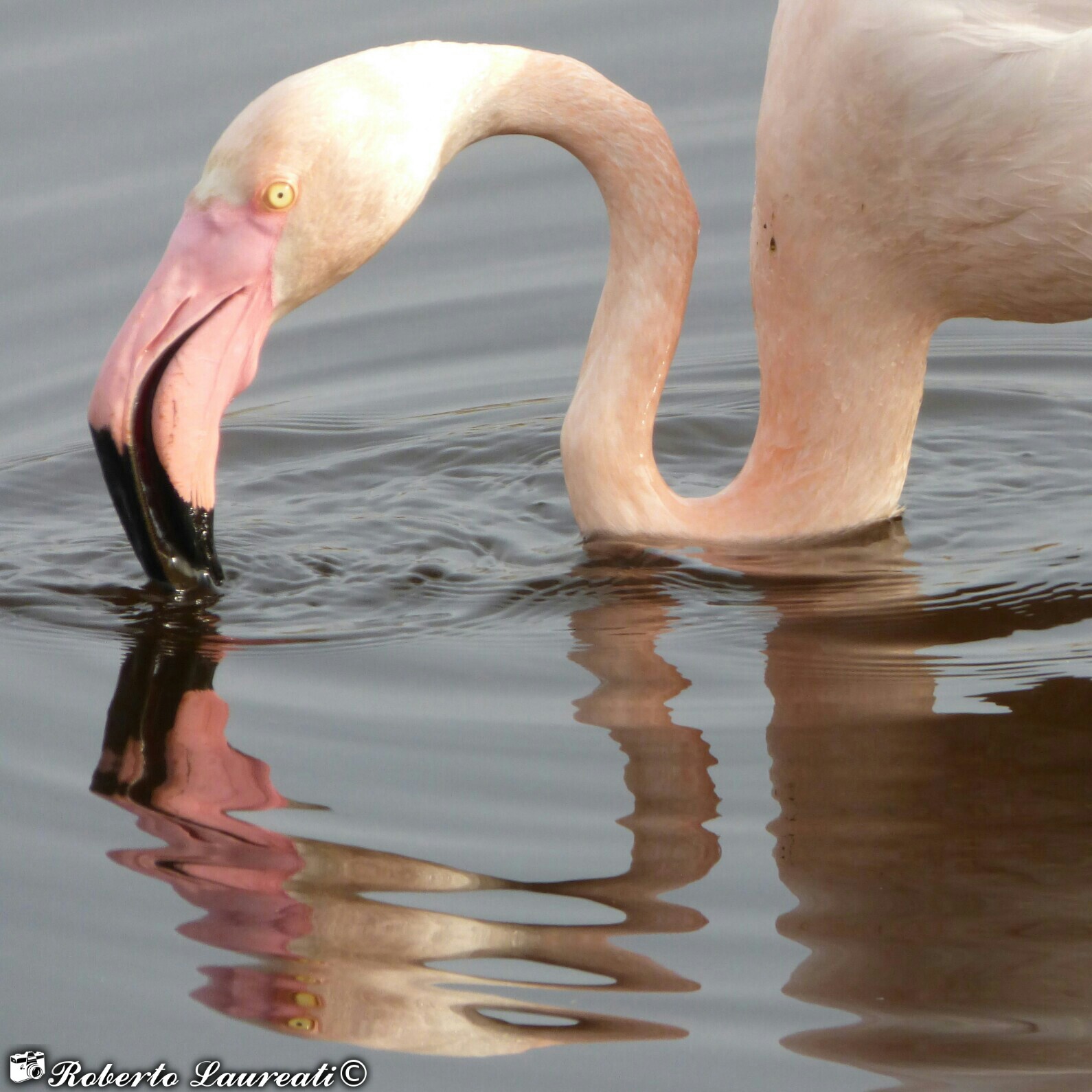 pink flamingo (Phoenicopterus roseus)
