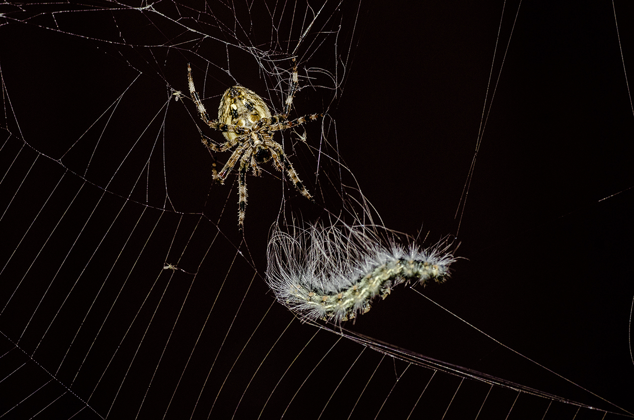 il ragno e la sua preda