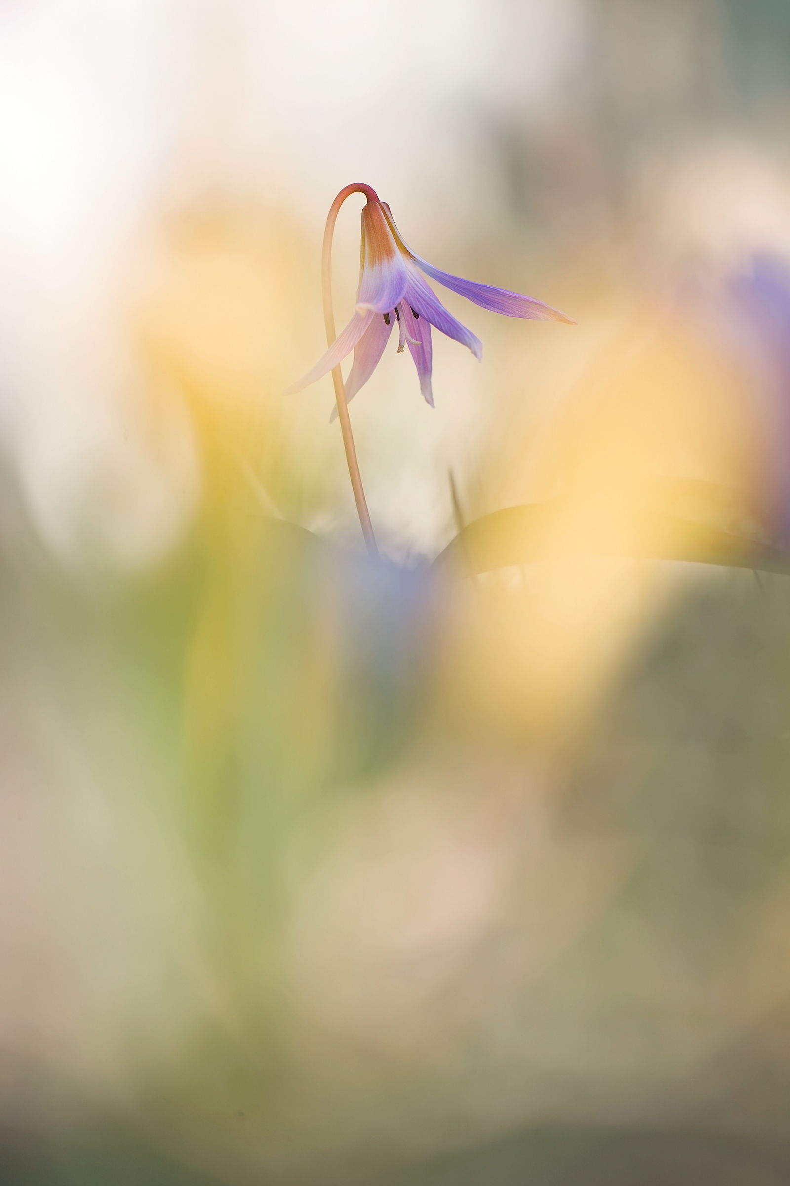 Erythronium dens-canis
