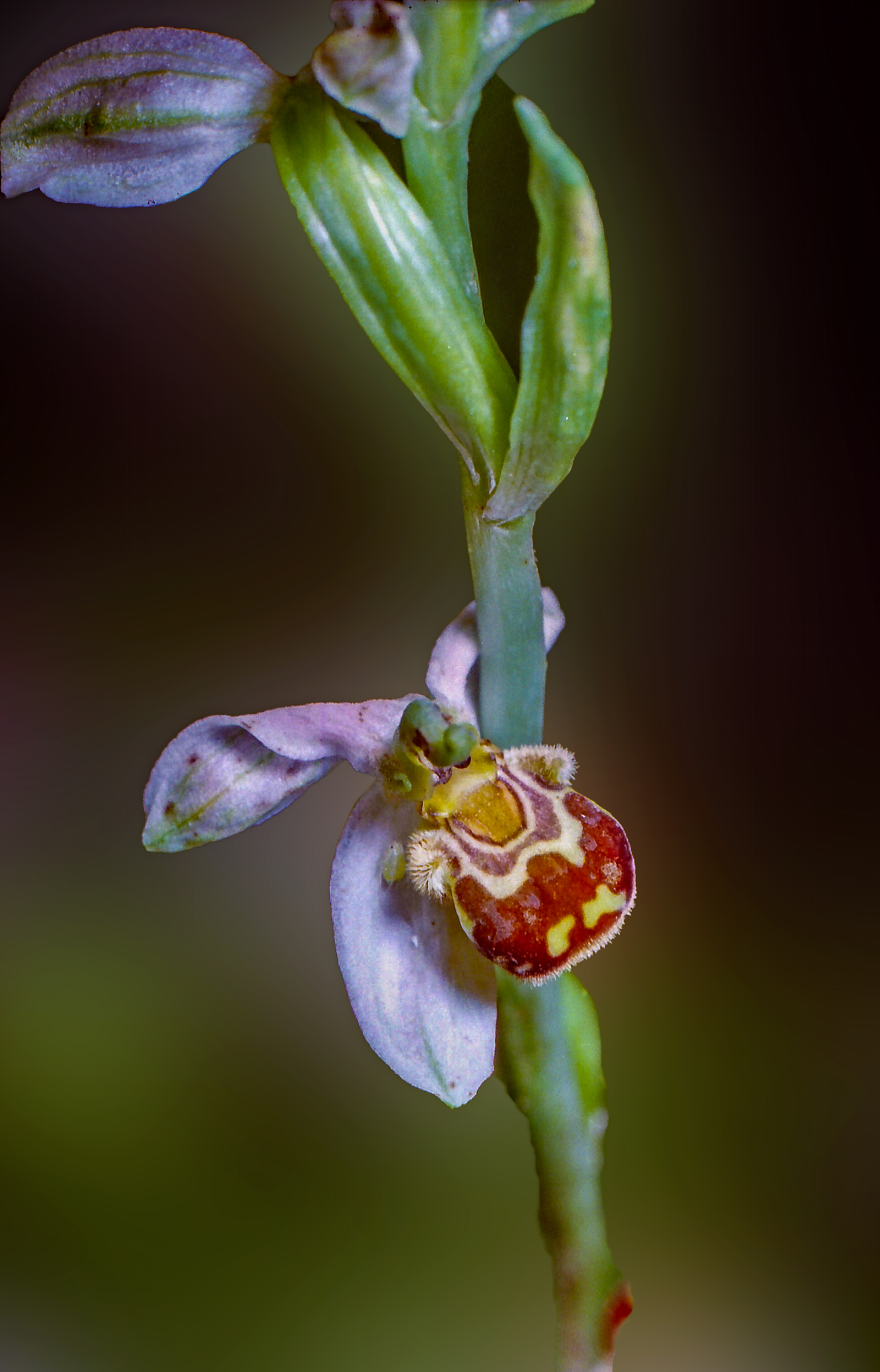 Bee Ophrys