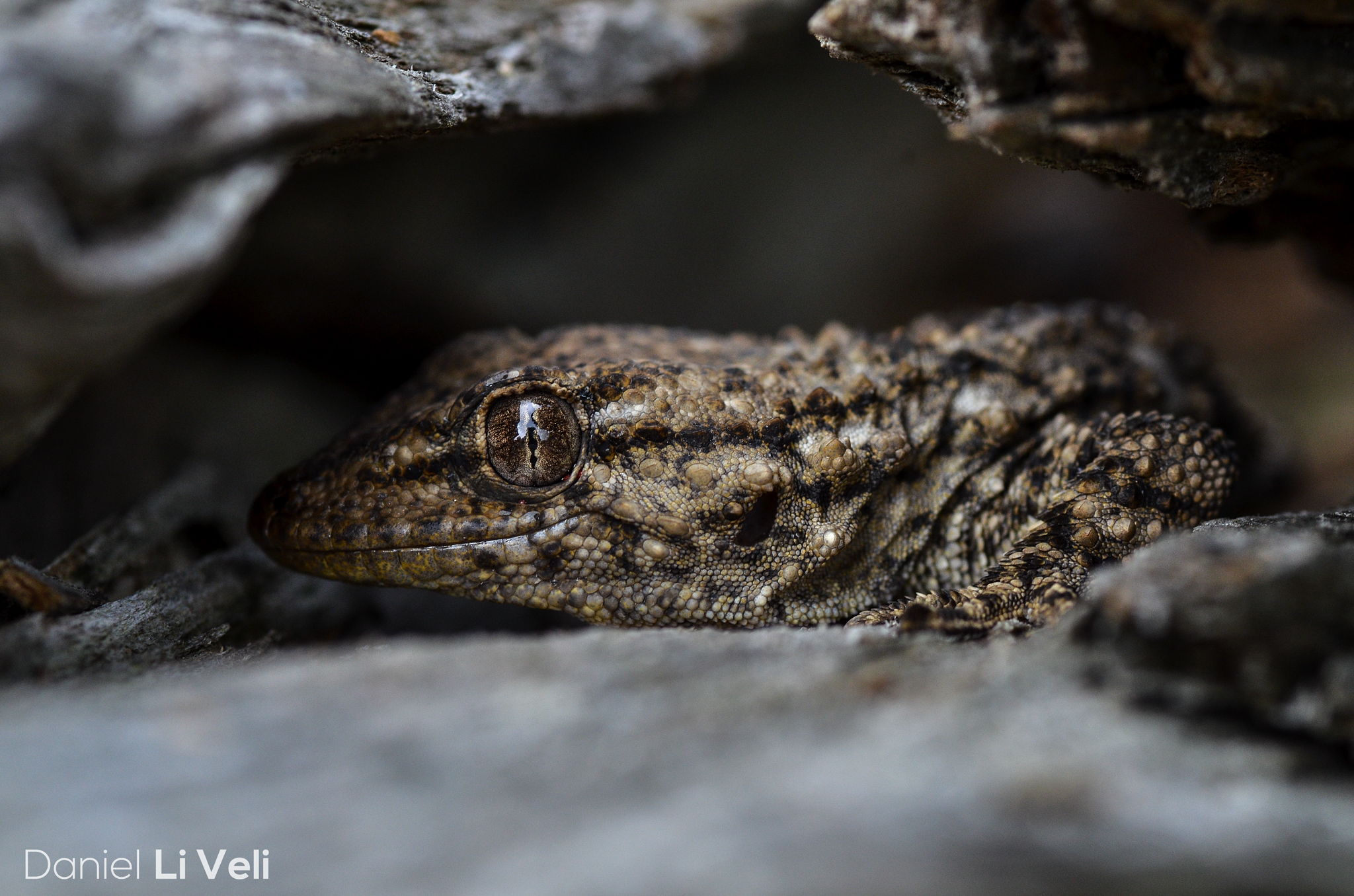 Tarentola mauritanica - Common Gecko