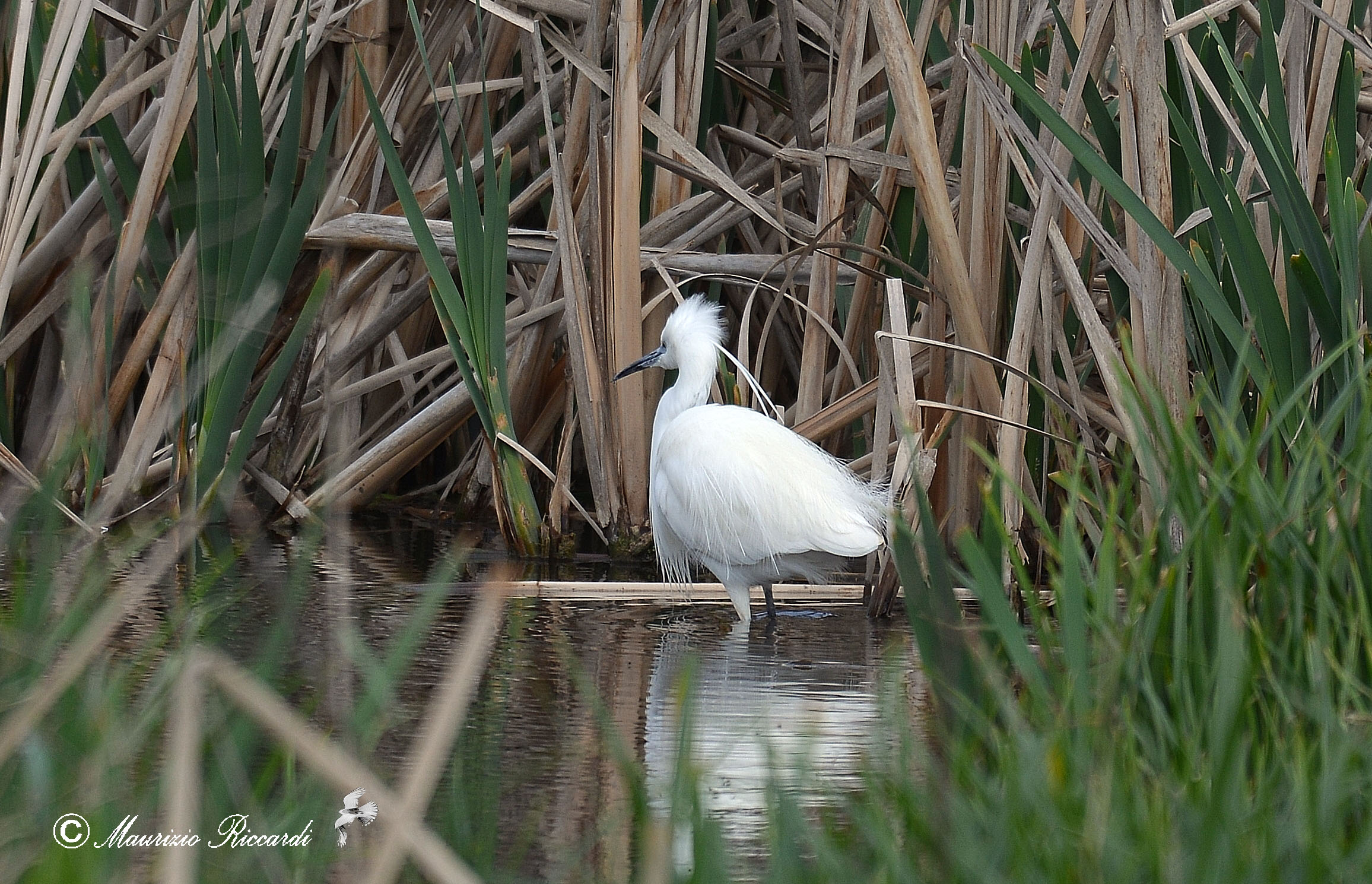 Egret