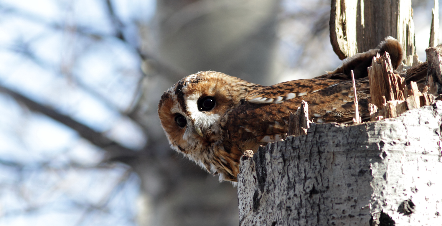 l' allocco del Founsjllard
