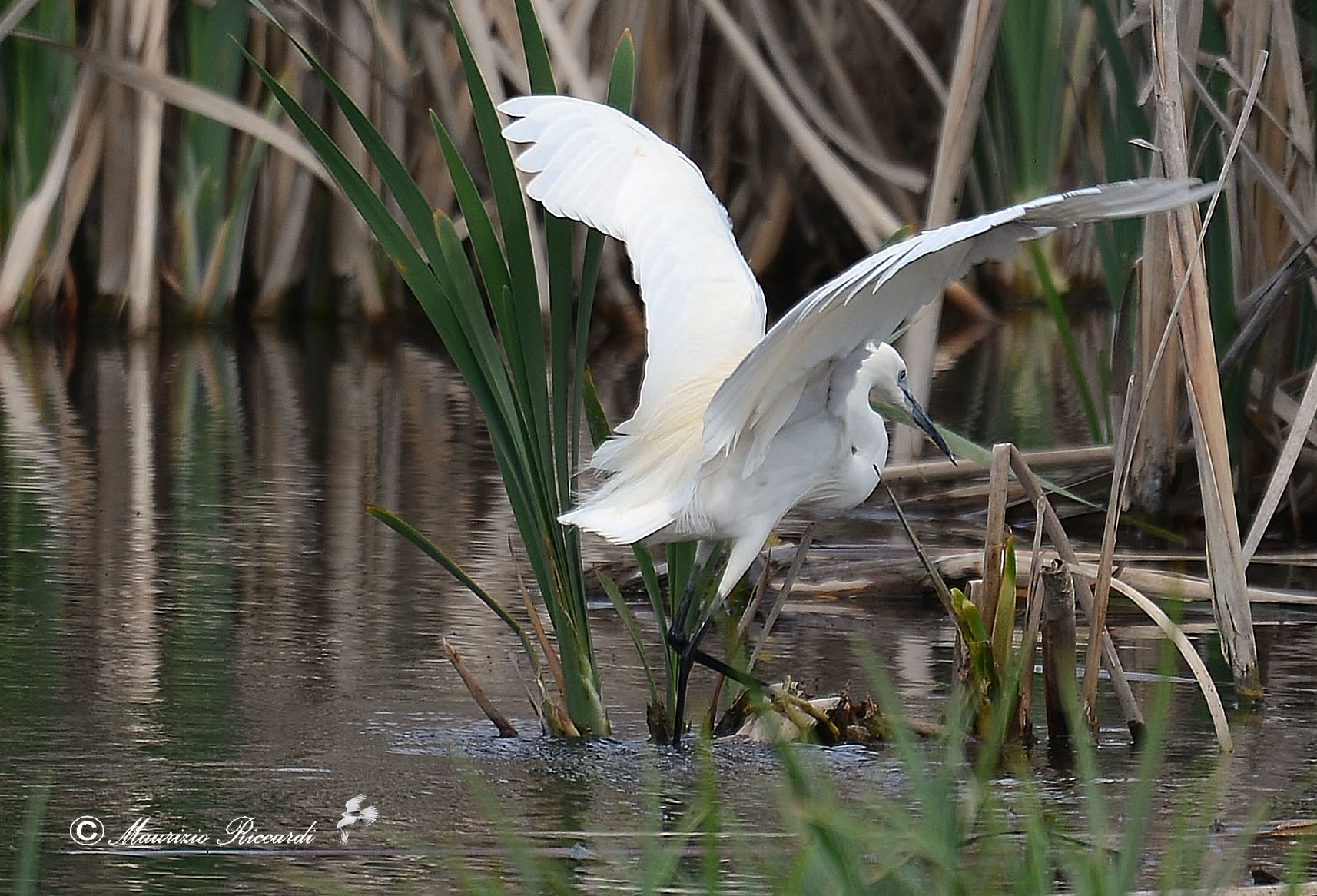 Egret