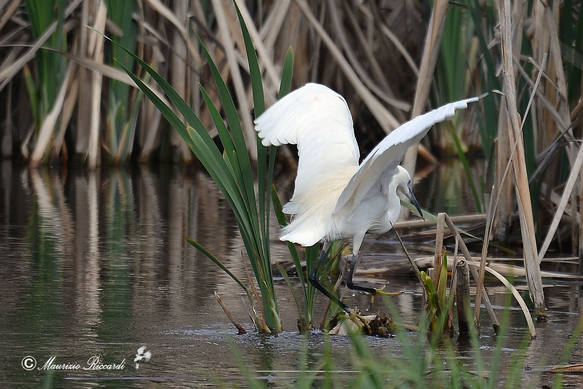 Egret
