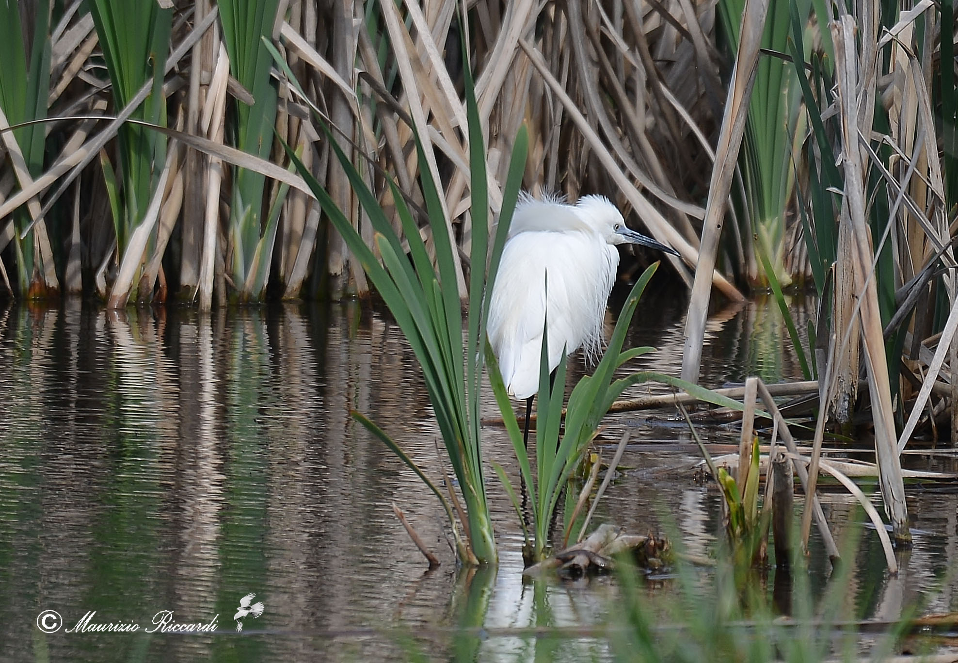 Egret