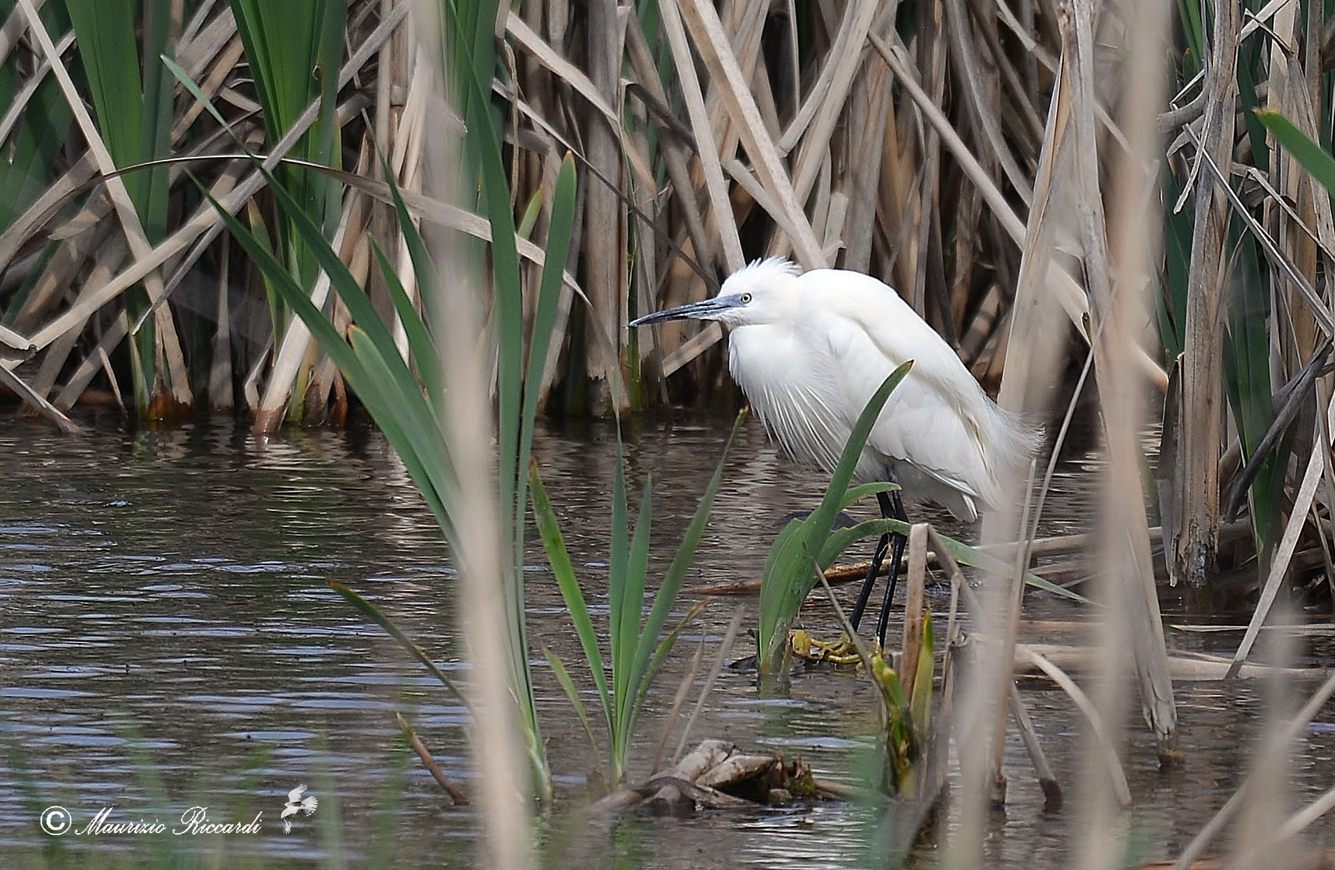 Egret