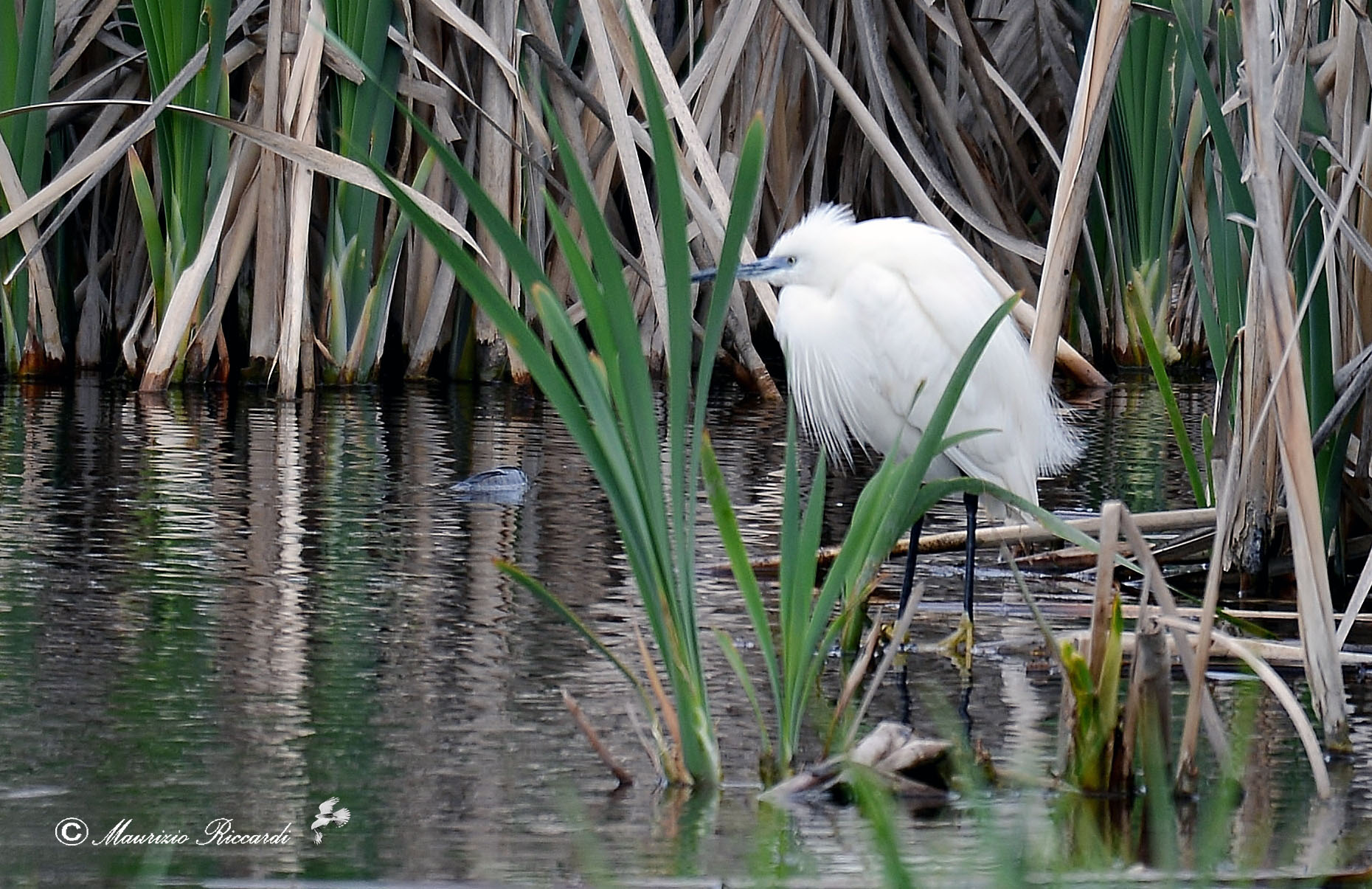 Egret