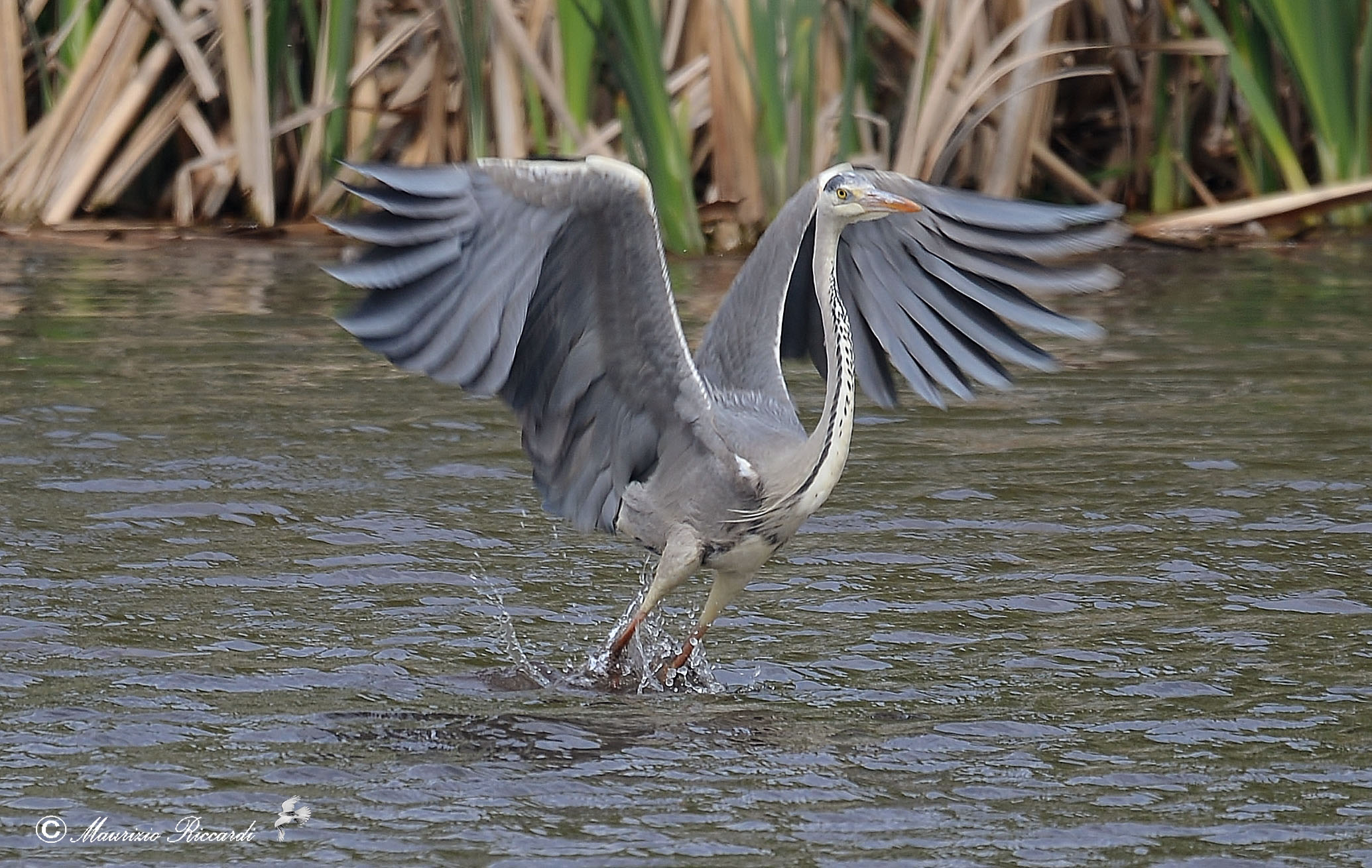 Gray Heron