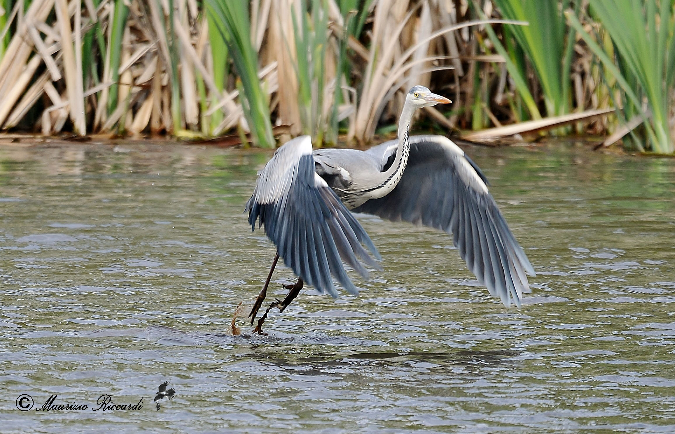 Gray Heron