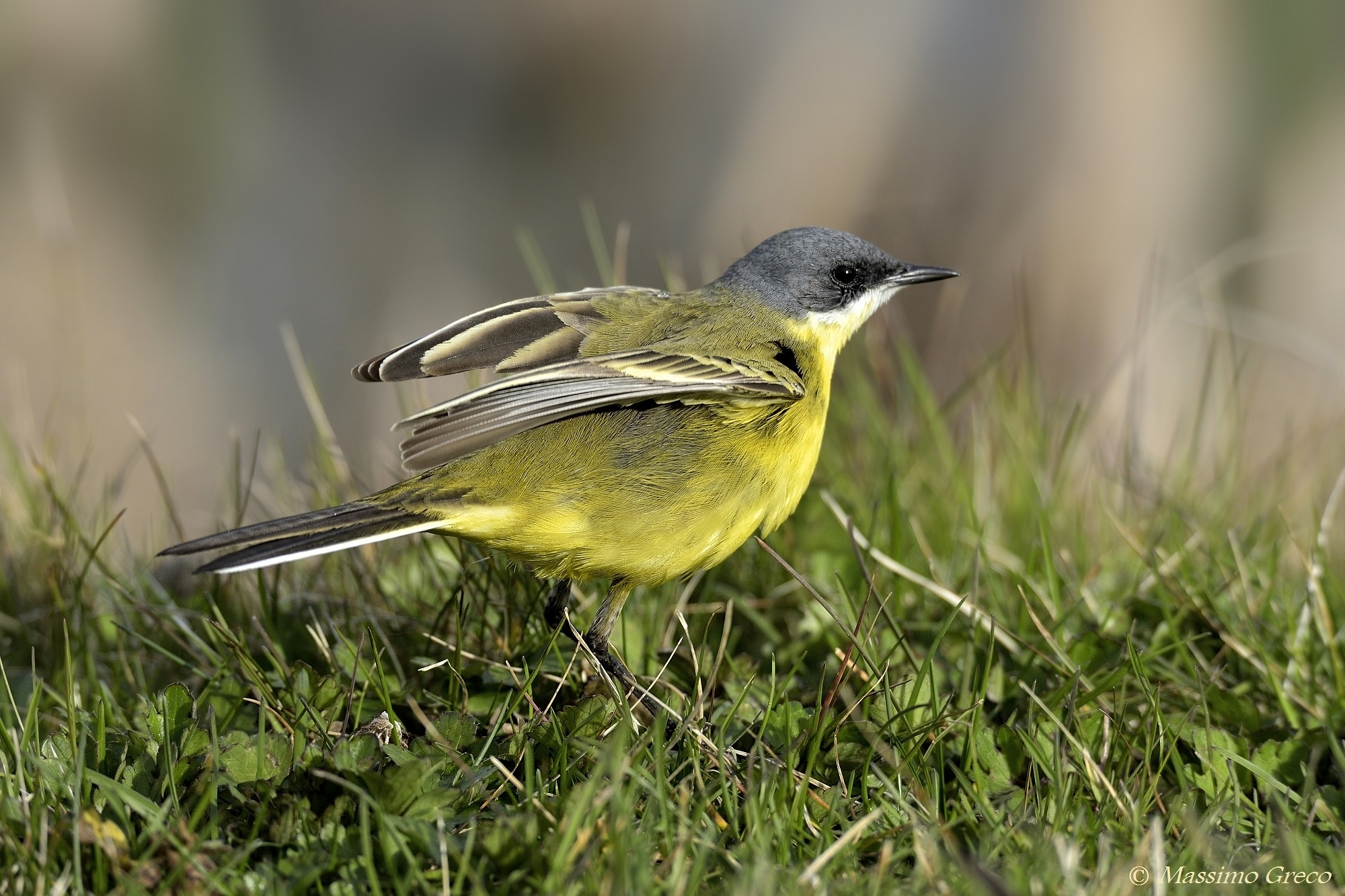 Cutrettola capocenerino (Motacilla flava cinereocapilla