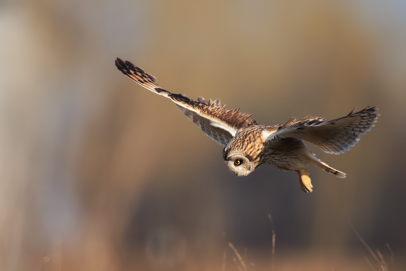 Alla ricerca del pasto..