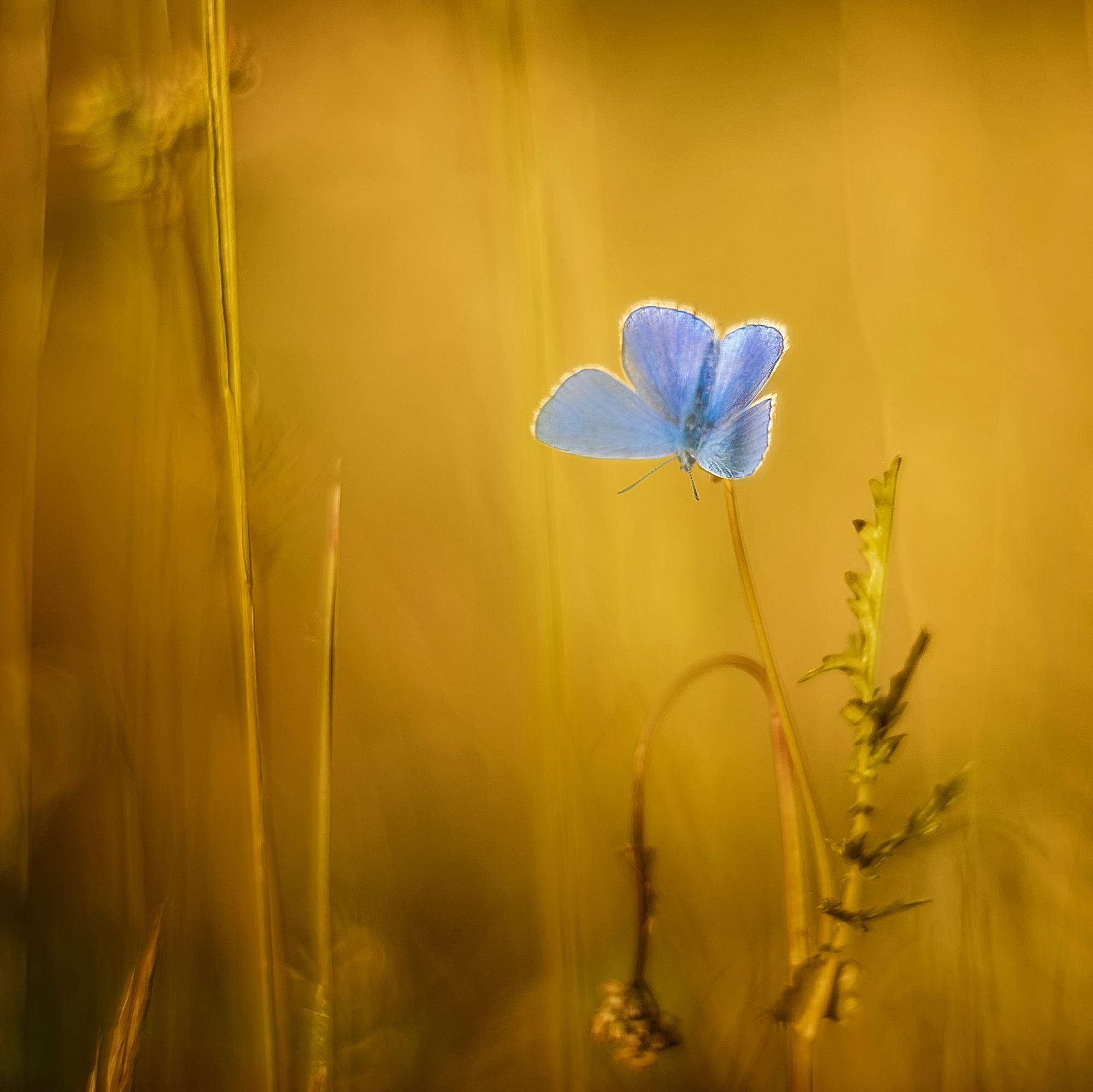 The butterfly-colored sky