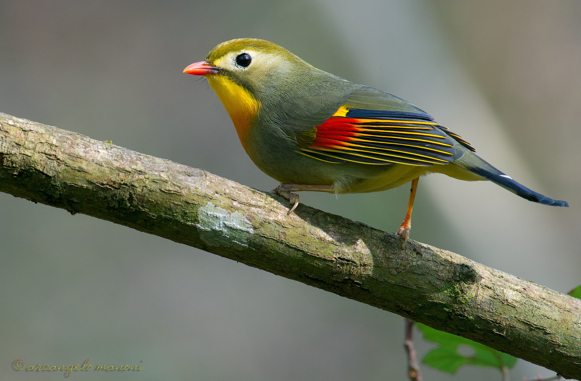 The Nightingale legend of japan