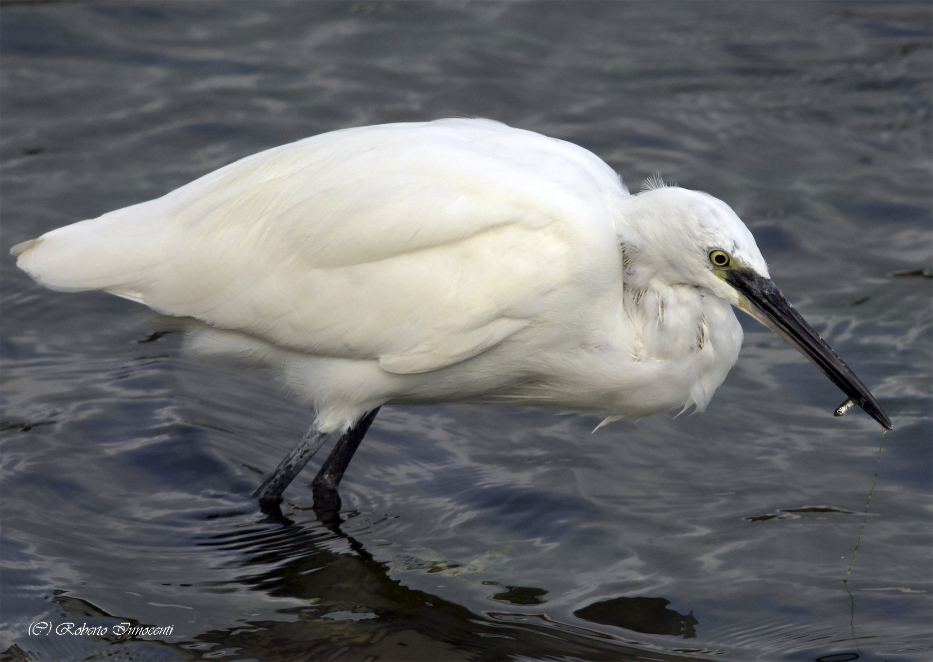 Lo spuntino della Garzetta