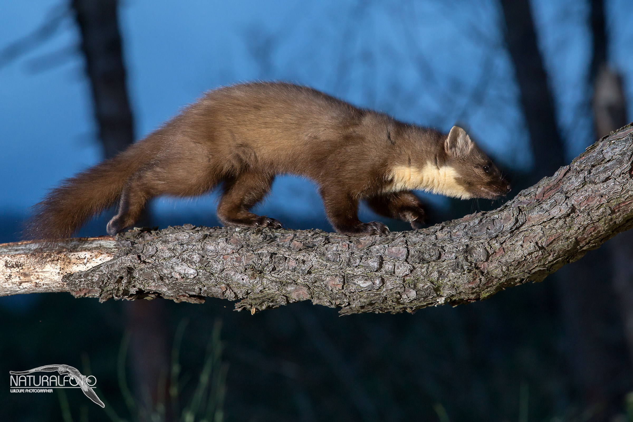 Blue Hour - Marten F
