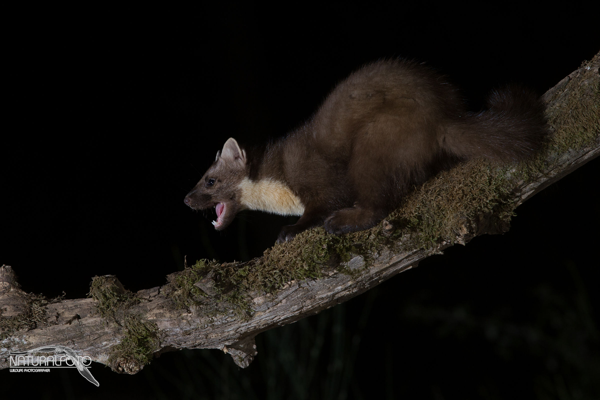 roar! - Marten F