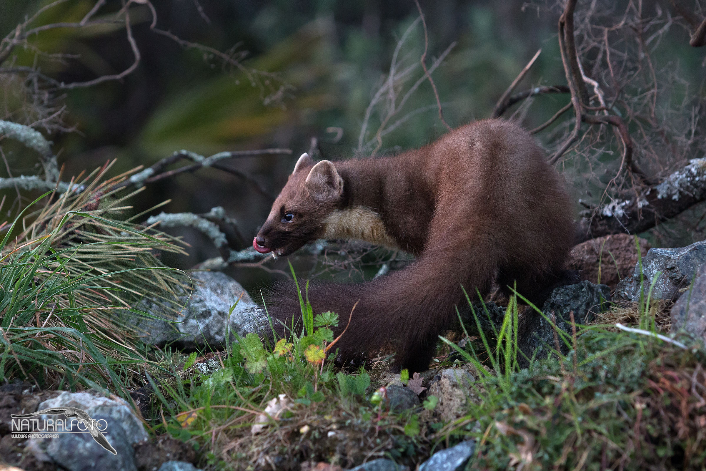 bono the antibiotic! : D