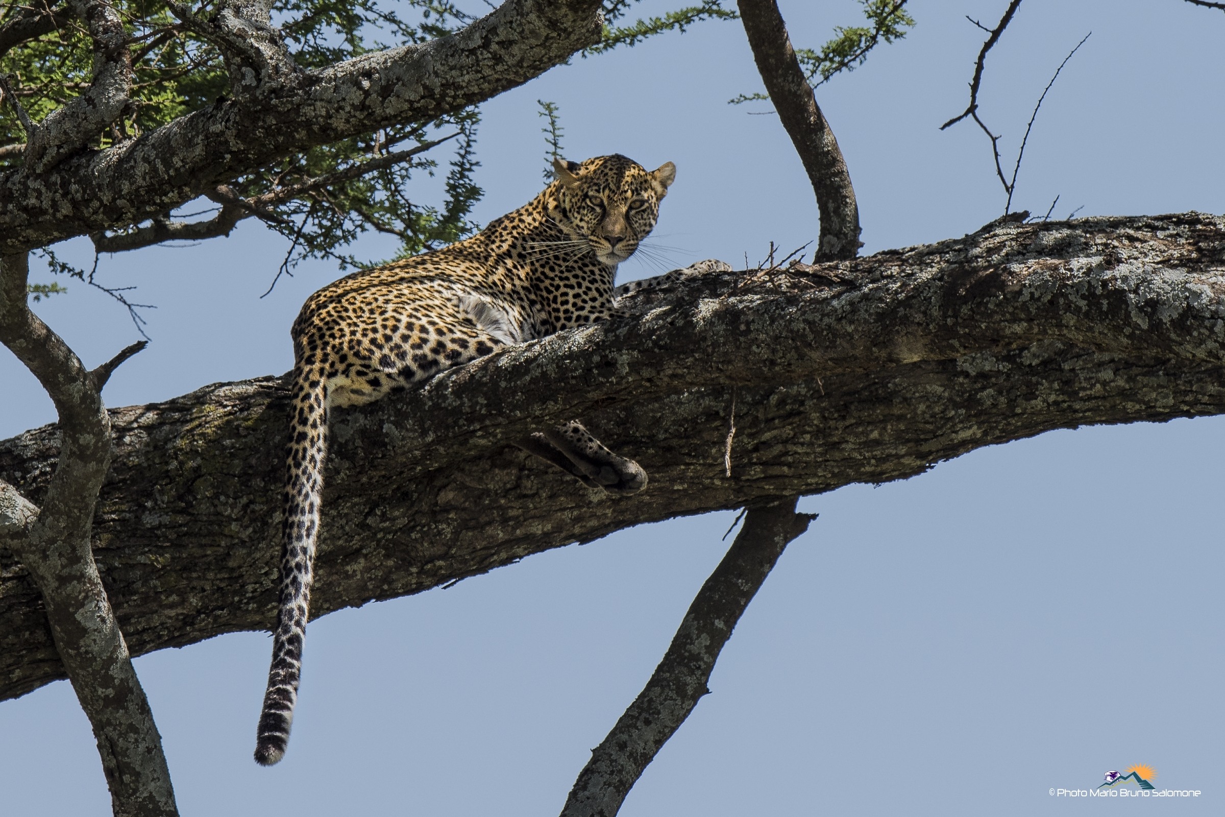 Leopard, Serengeti 2017