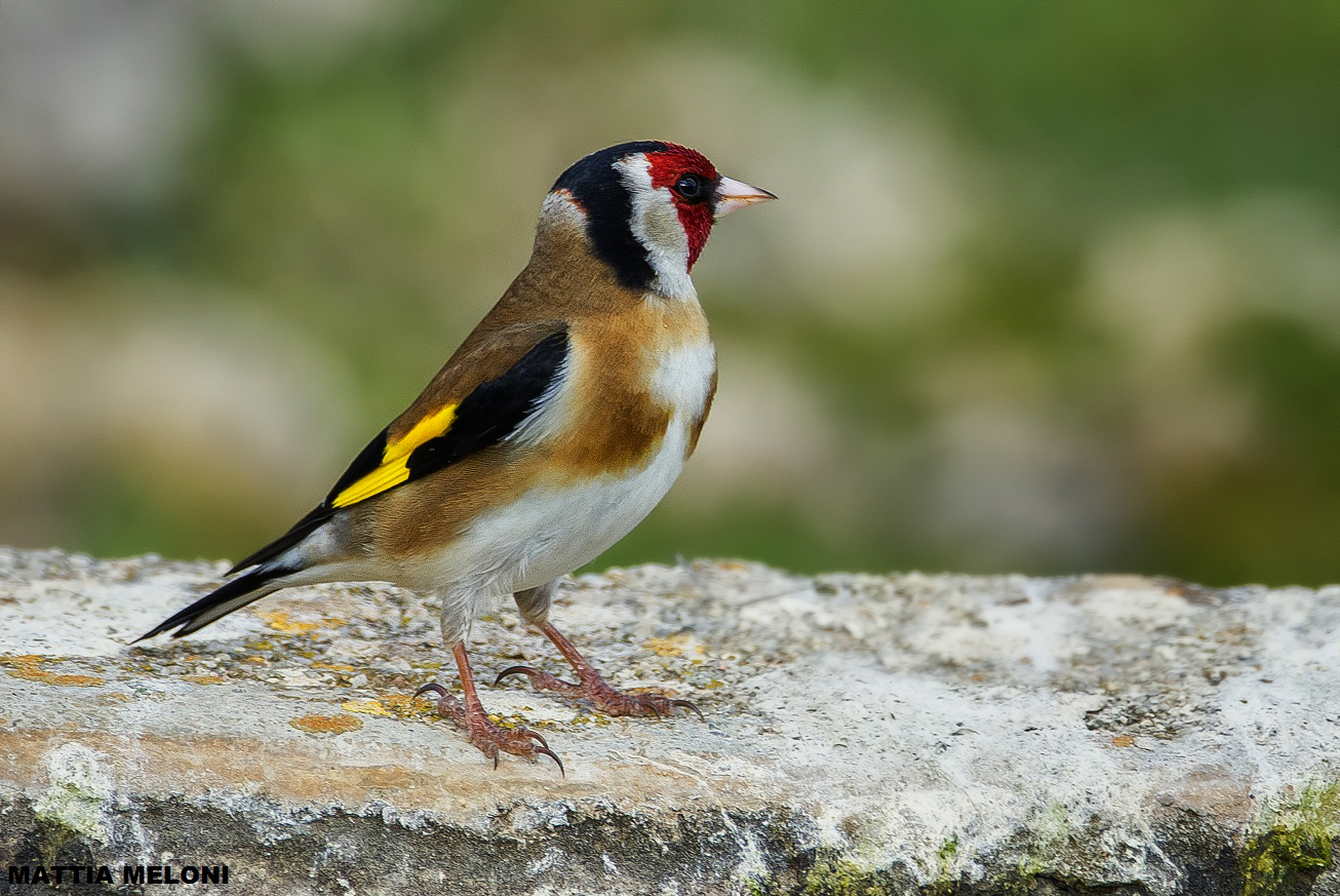 Goldfinch (Carduelis carduelis)