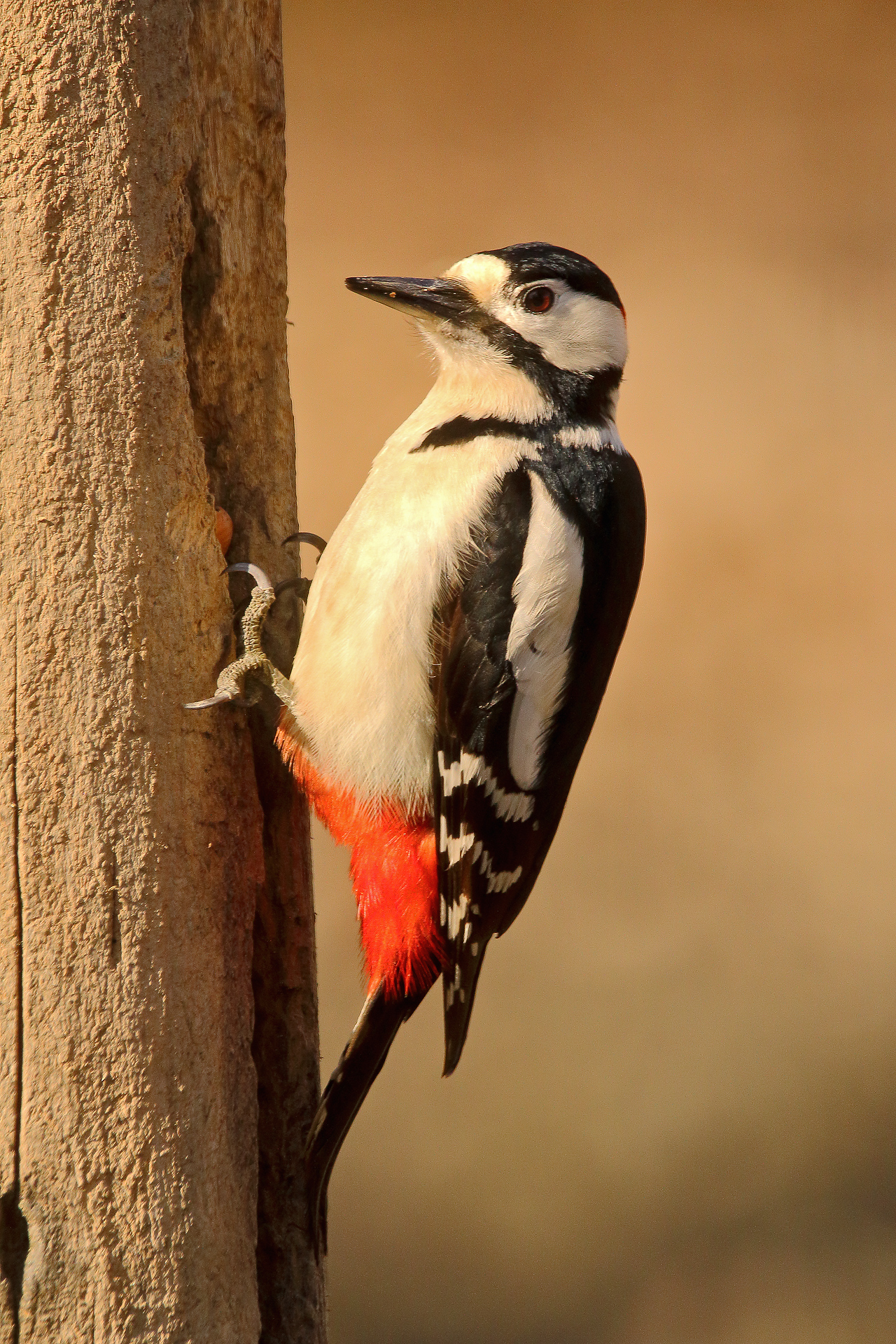 woodpecker