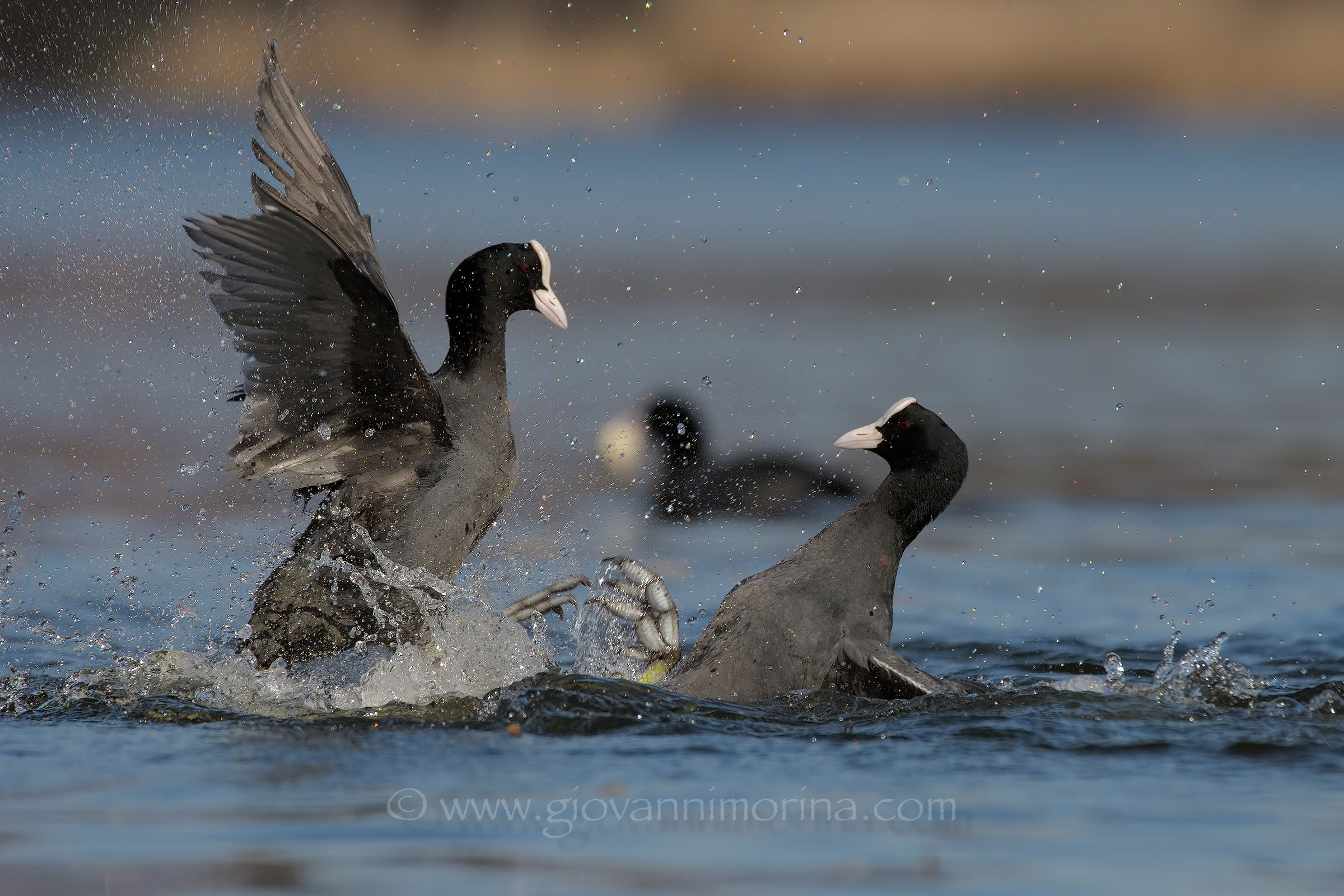 Coots fighting 1