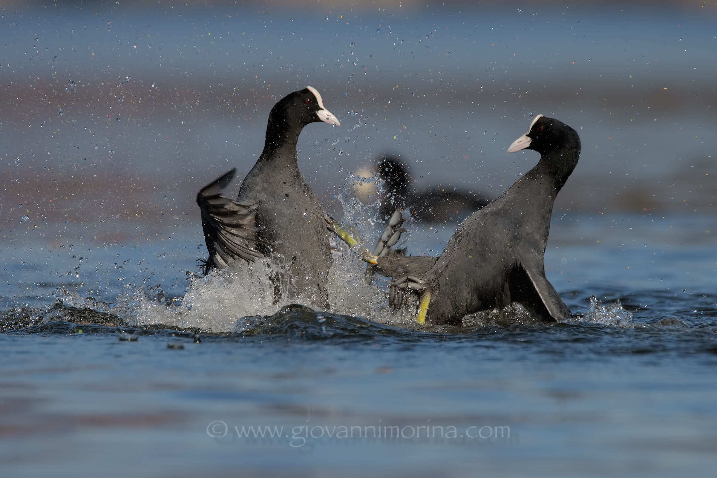 Coots fighting 2