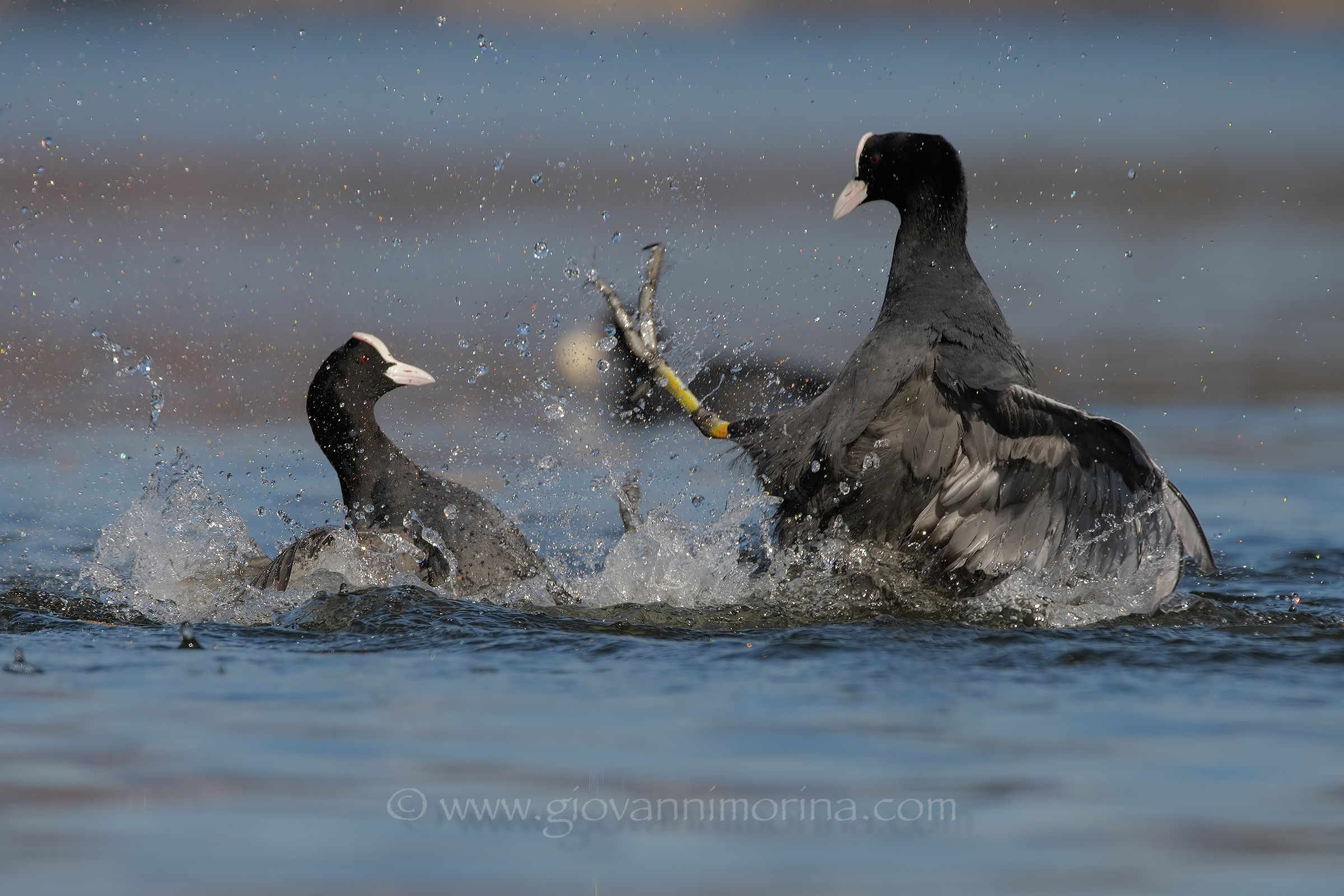 Coots fighting 3