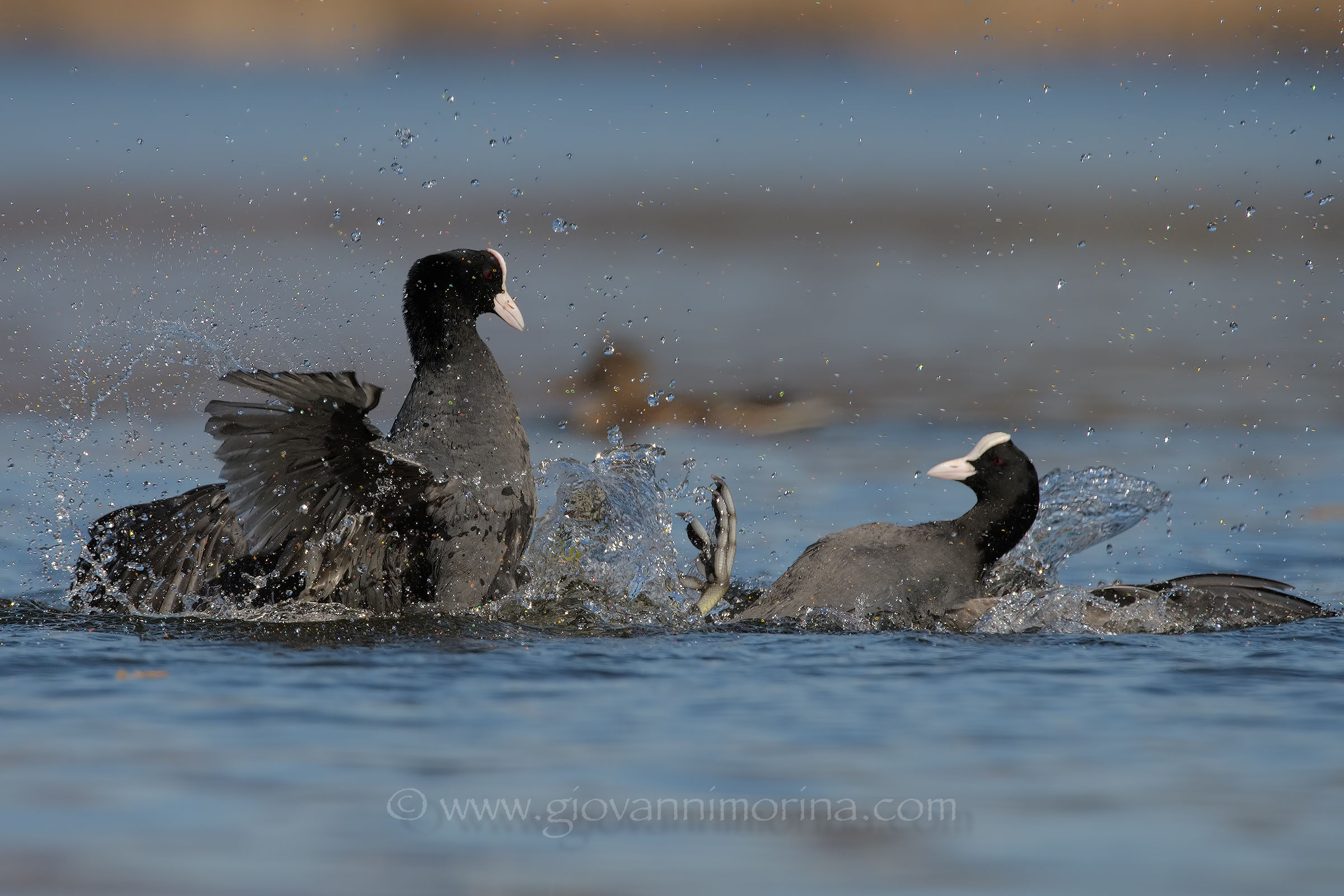 Coots fighting 4