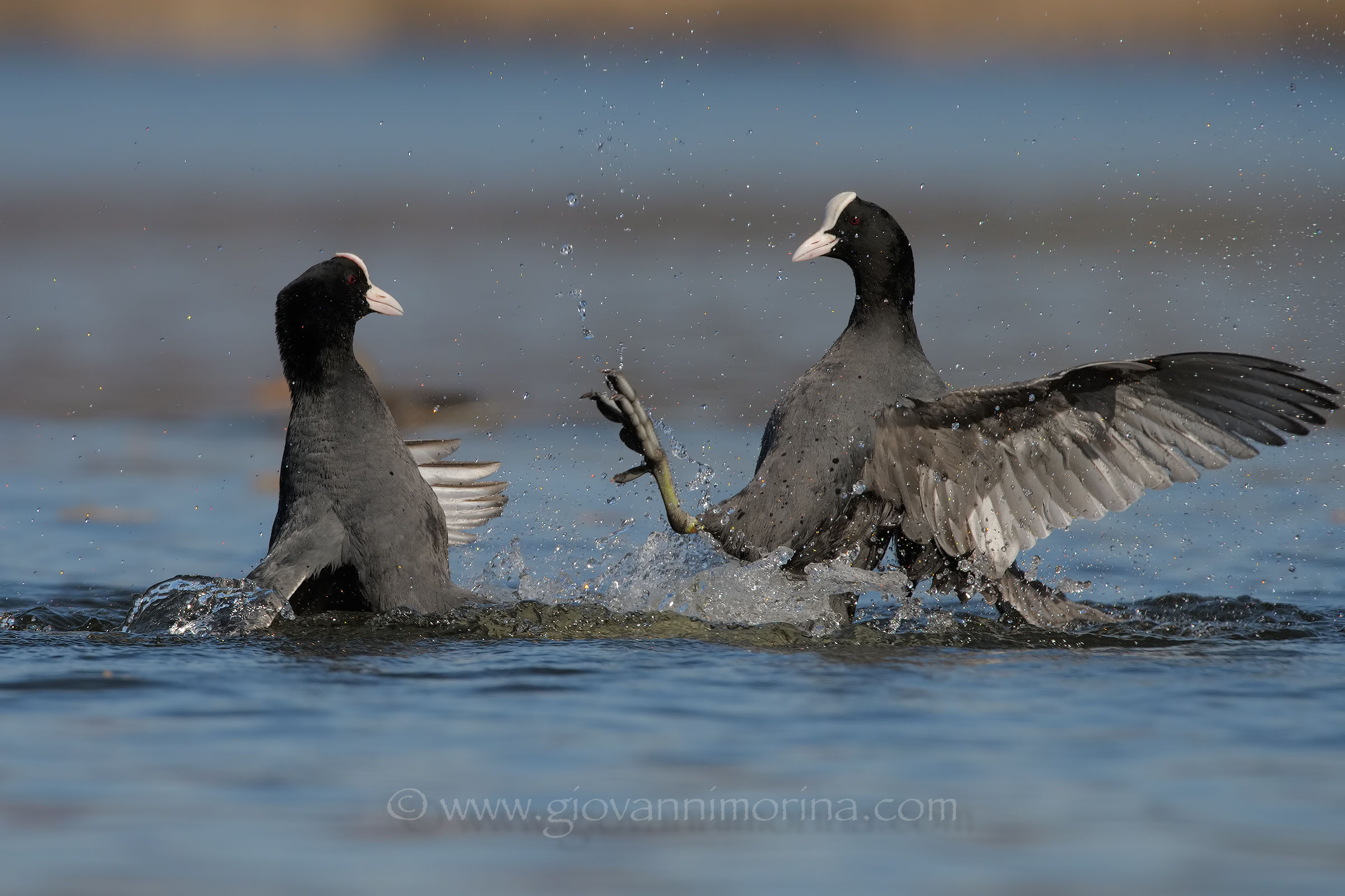 Coots fighting 5
