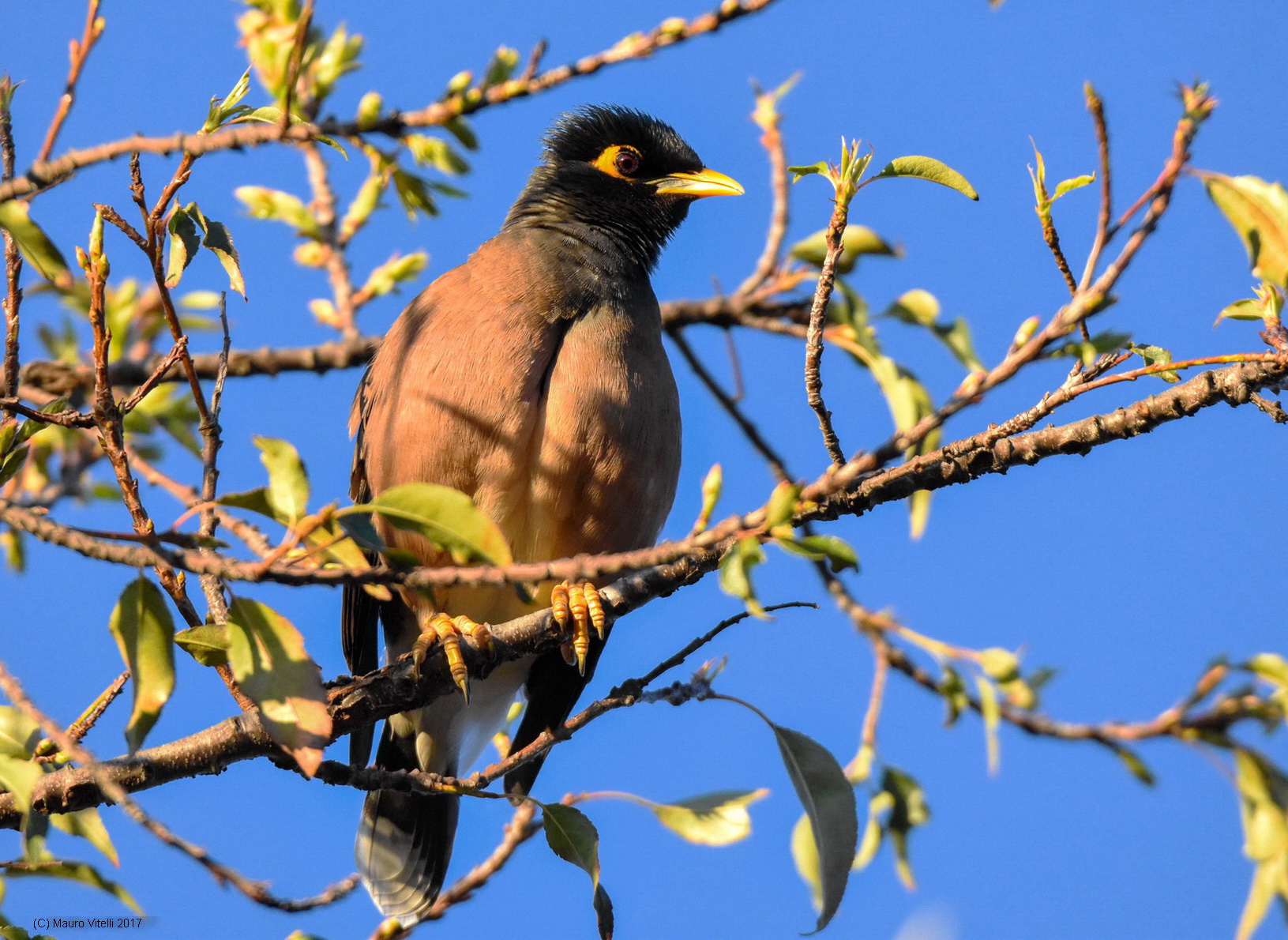 Common Myna (Acridotheres tristis)
