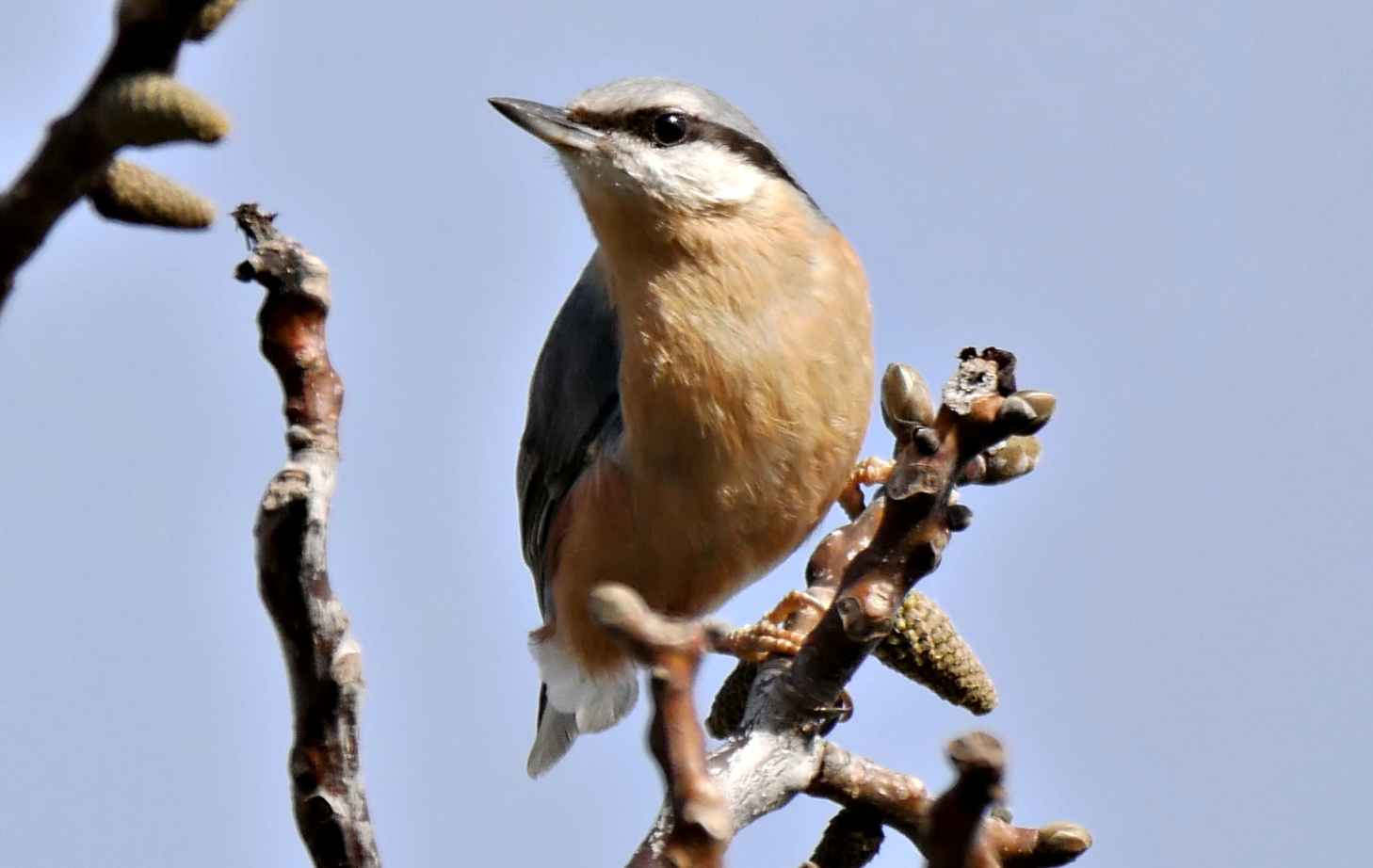 nuthatch